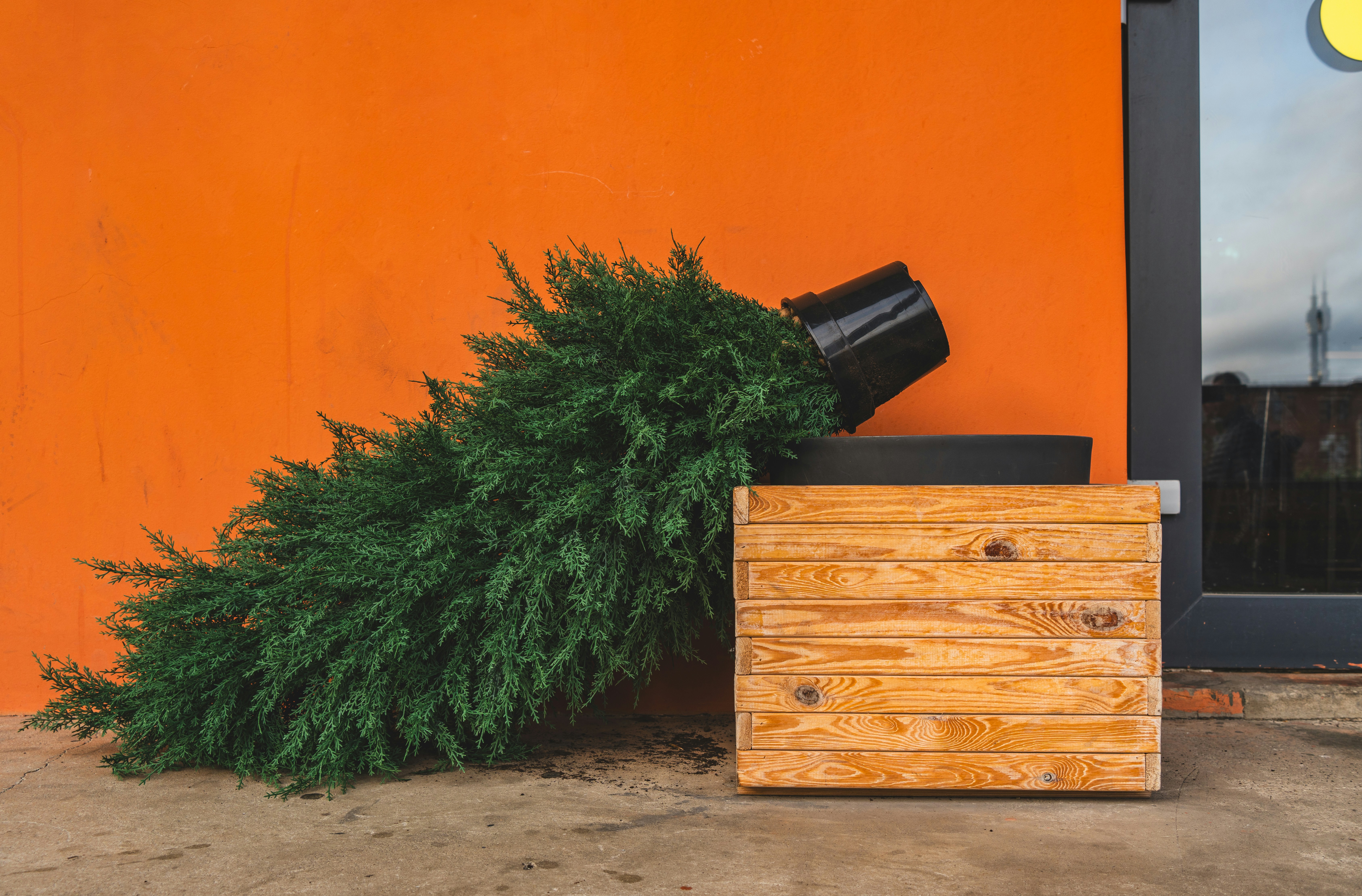 Time to Say Goodbye to Your Christmas Tree