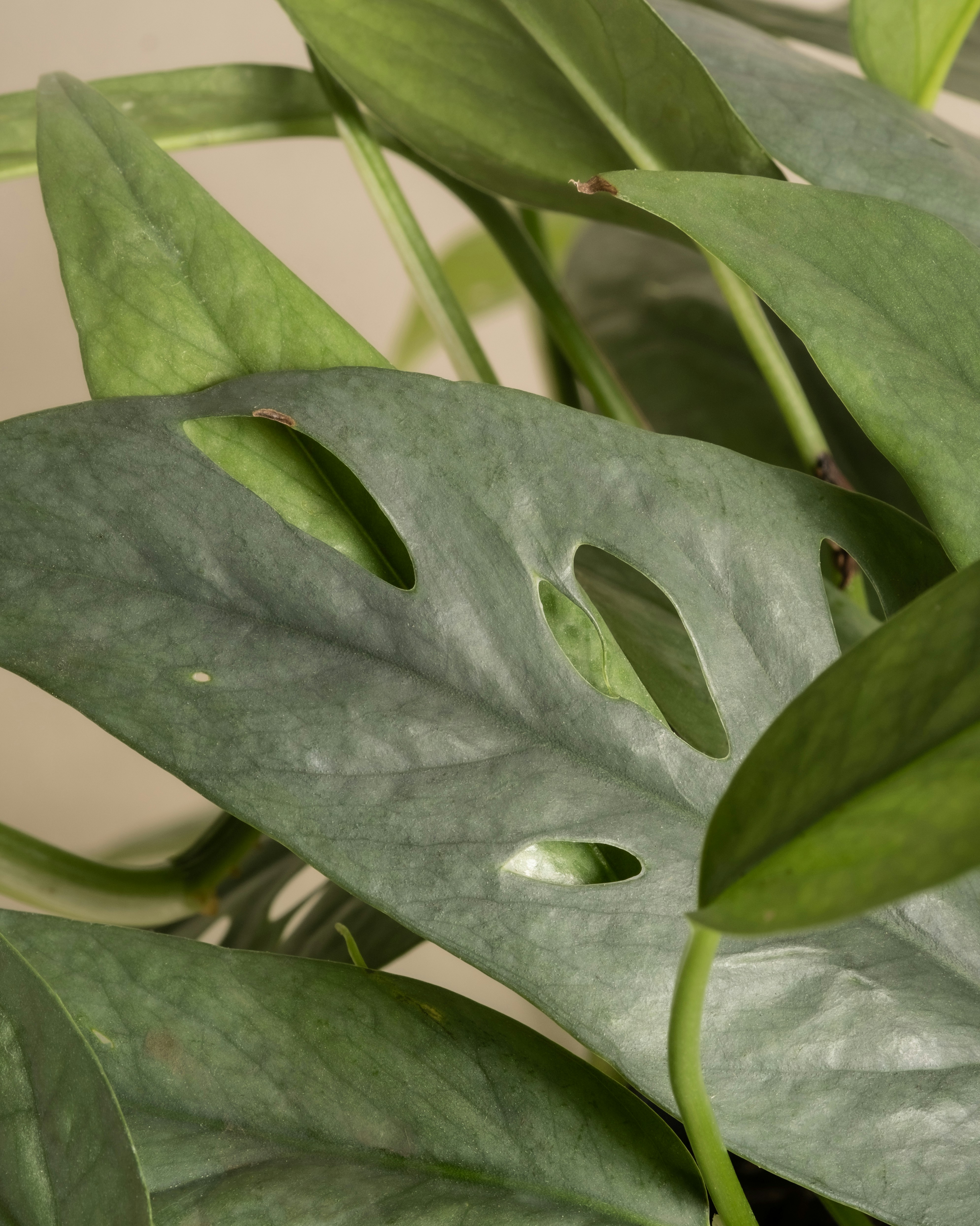 Photo by feeypflanzen