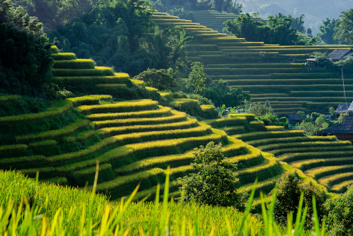 Best Pet-Friendly Cafes in Sapa Where Your Dog Is as Welcome as You