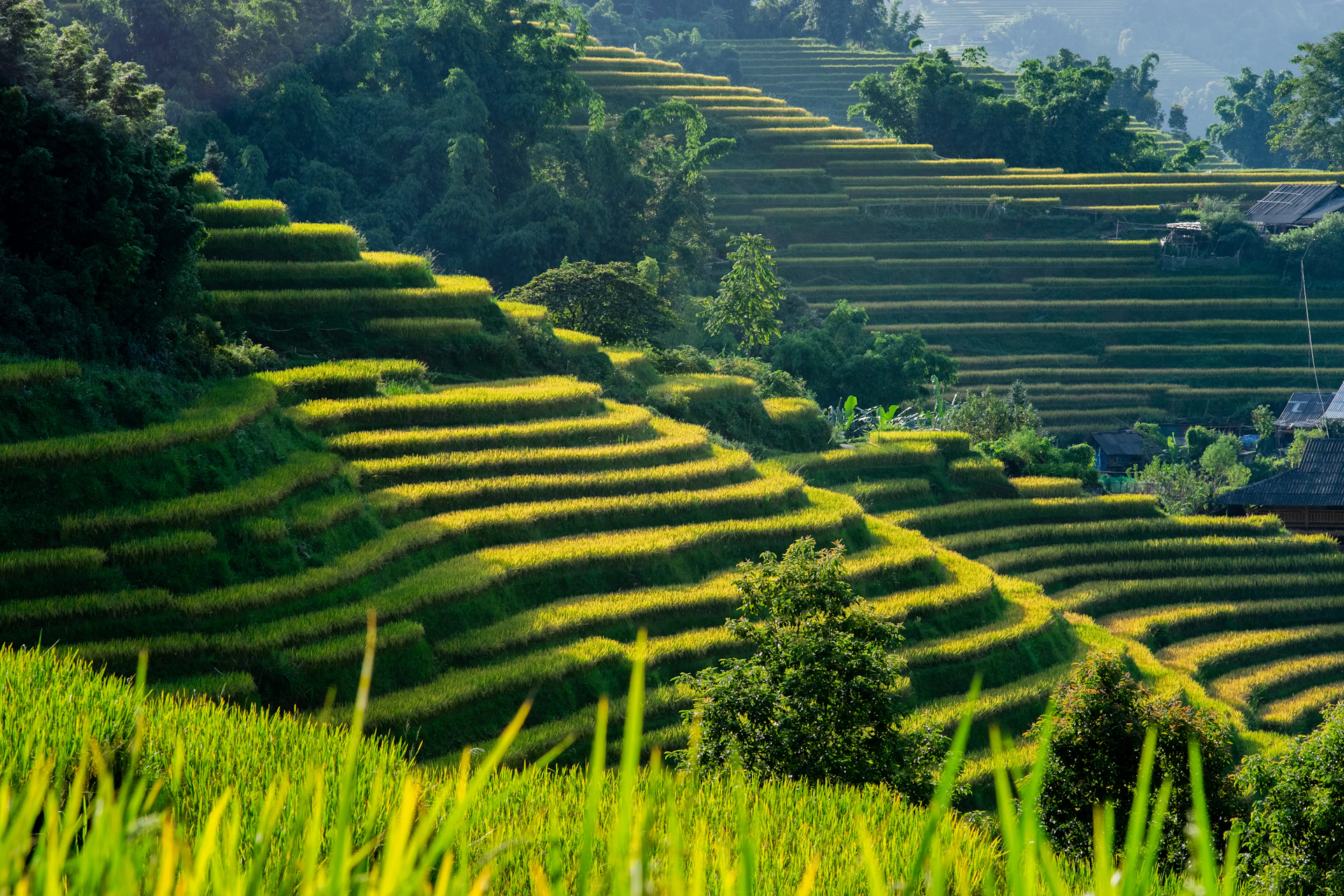 A lush green hillside covered in lots of green grass