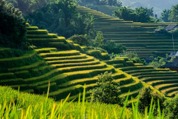 A lush green hillside covered in lots of green grass — Hoi An, Vietnam