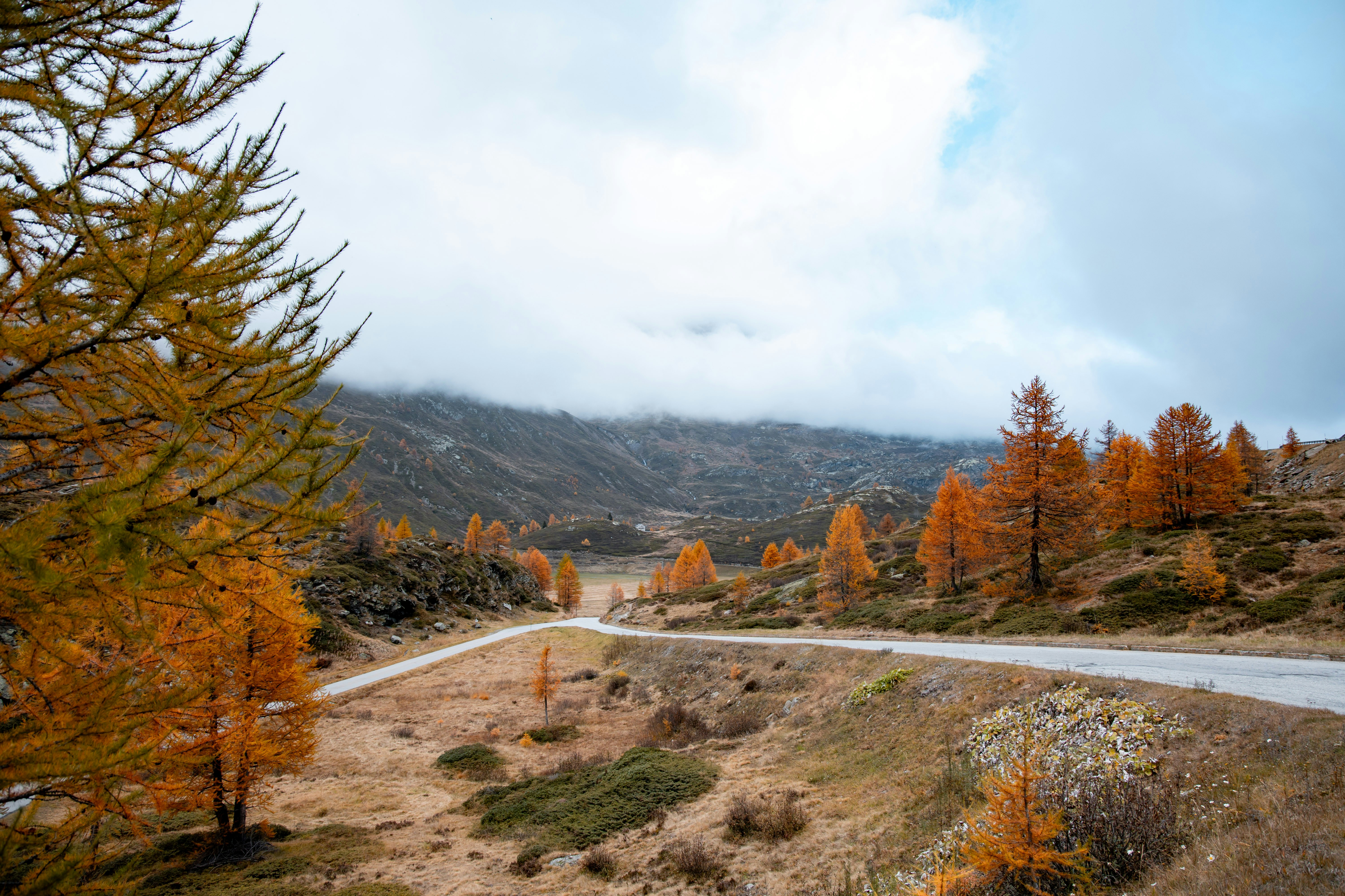 A winding road in the middle of a forest