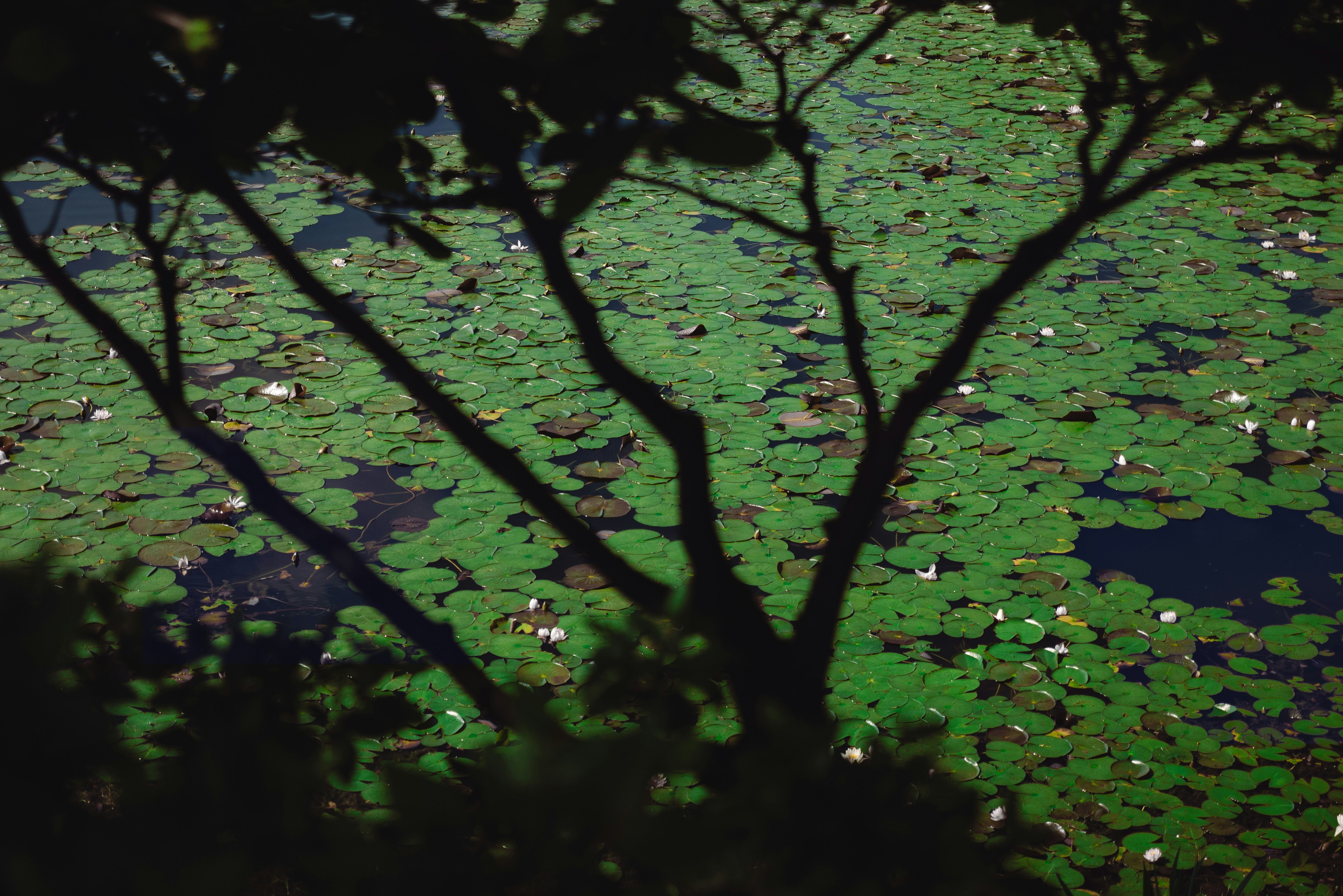 A view of a pond with lots of water lilies