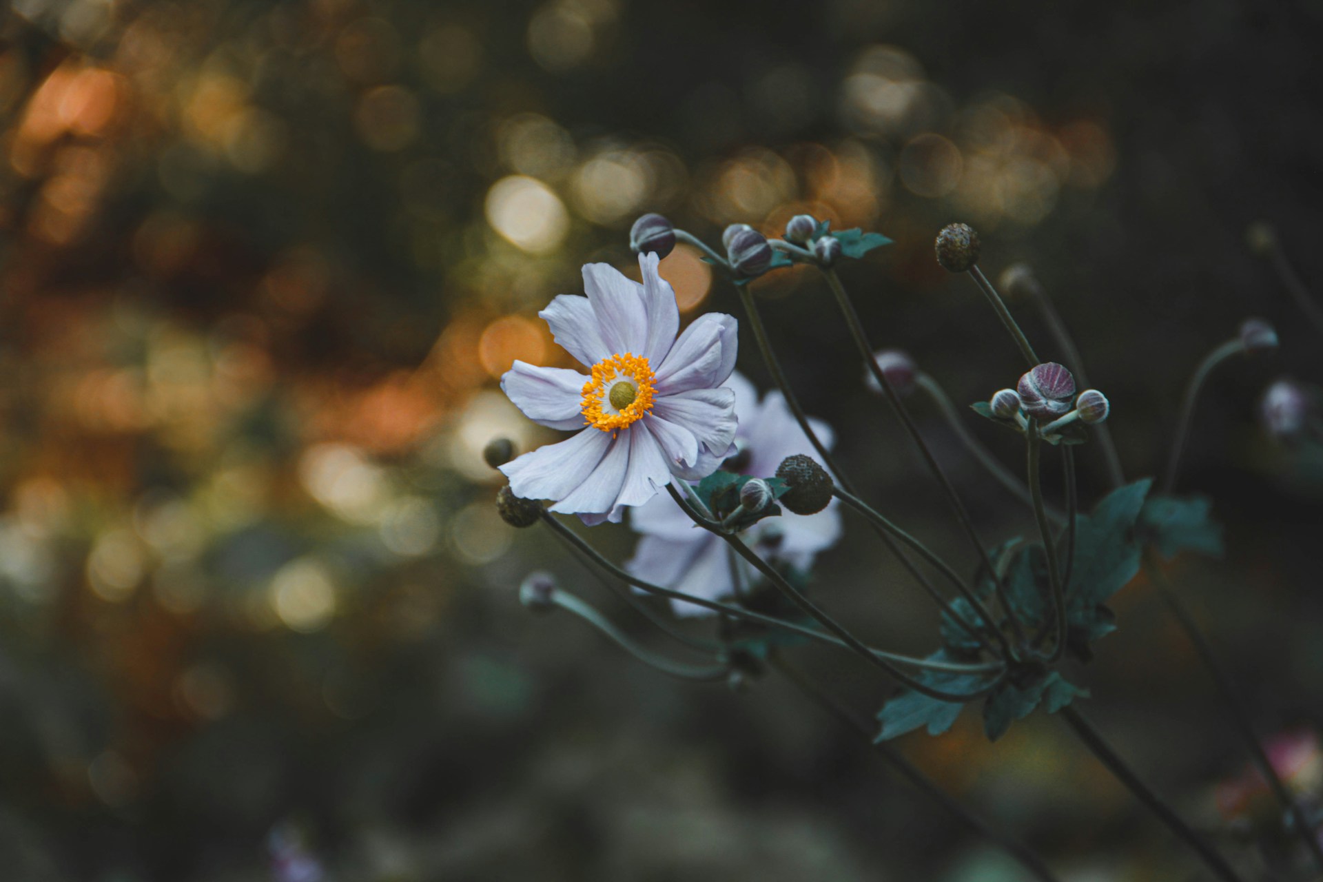 A close up of a white flower with a yellow center