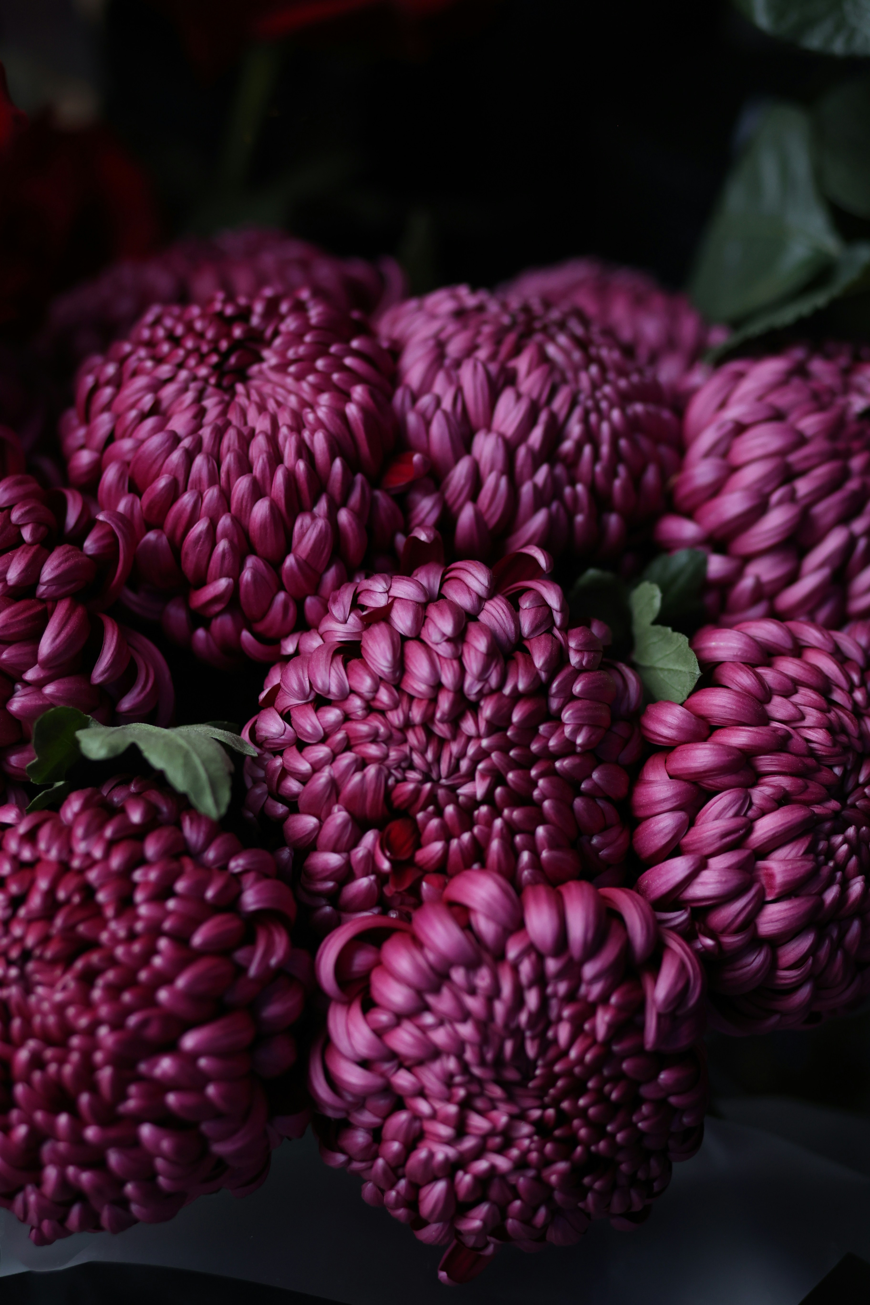 A close up of a bunch of purple flowers