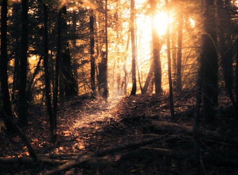 The sun is shining through the trees in the woods