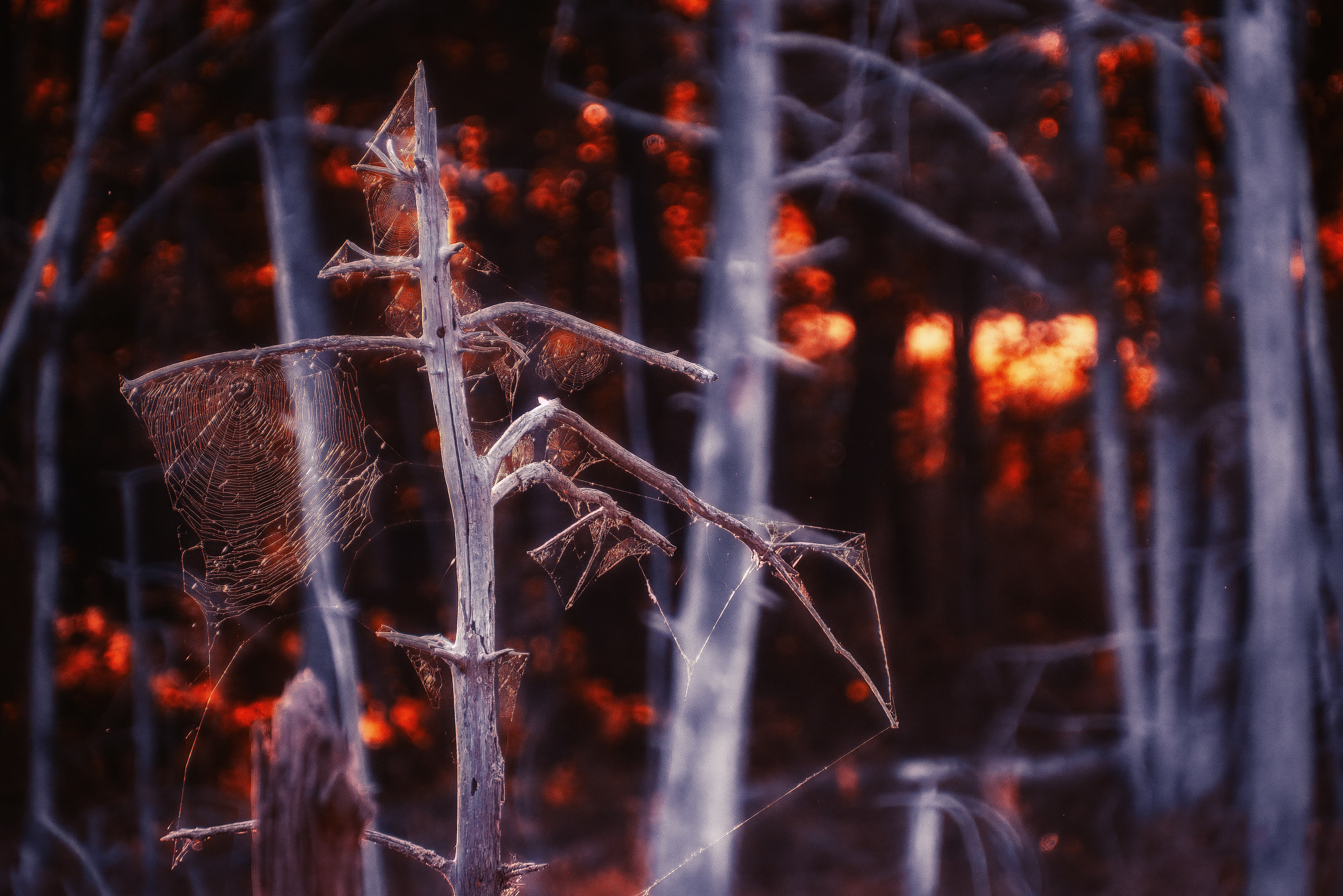 Fire and Beetles: A Dangerous Combination (image credits: unsplash)