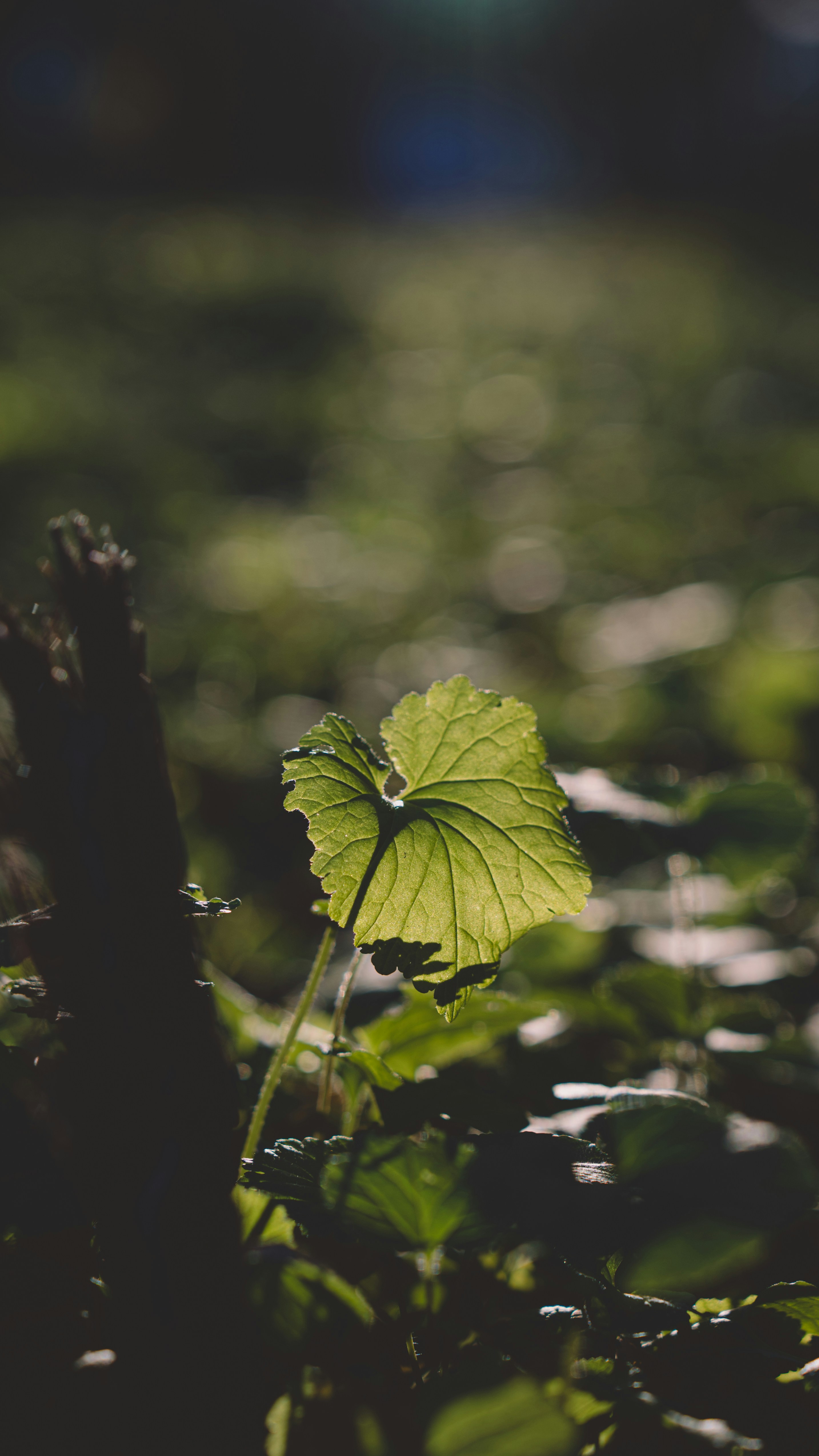 Photo by peek_a_boo_who