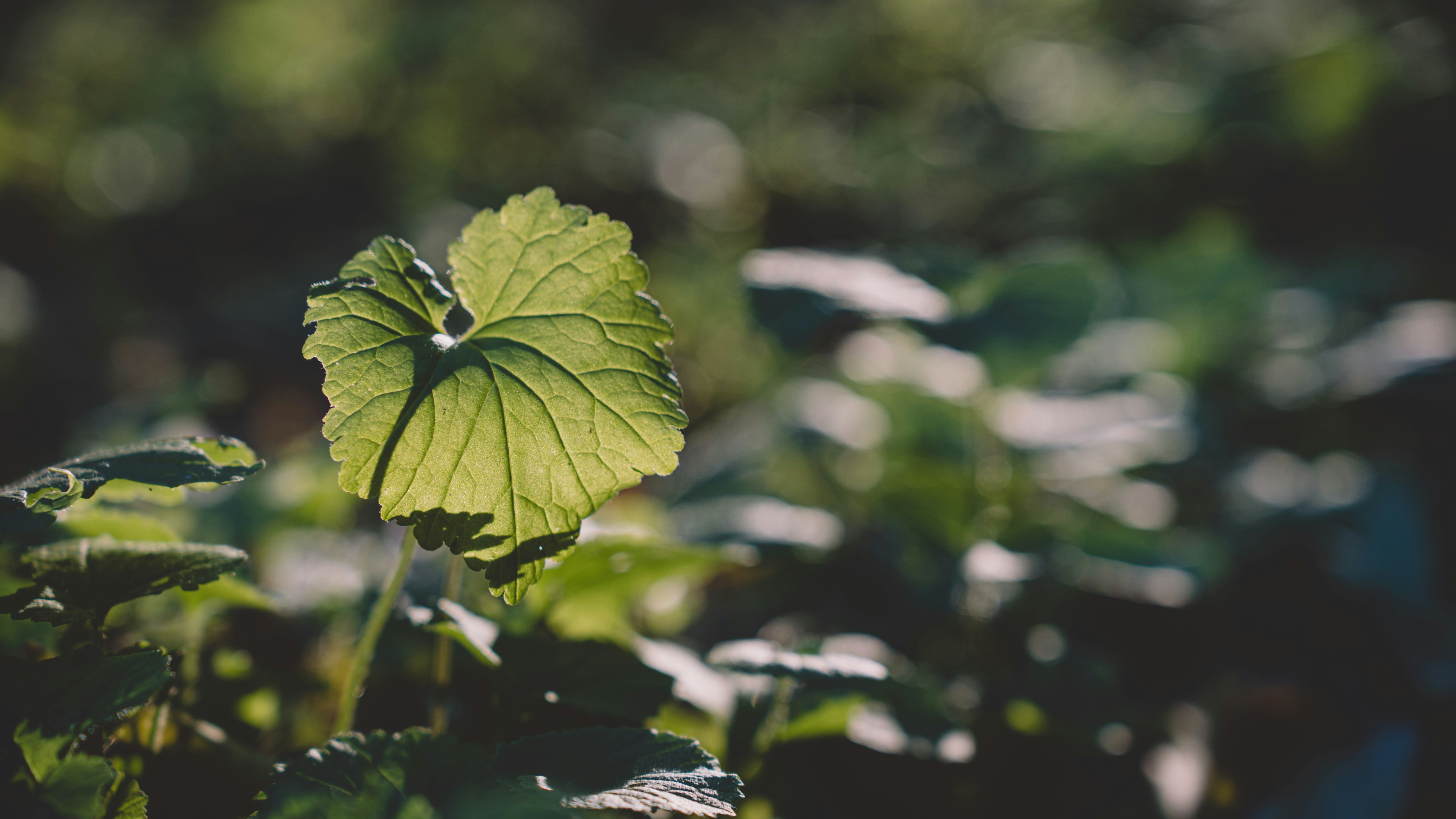 Photo by peek_a_boo_who