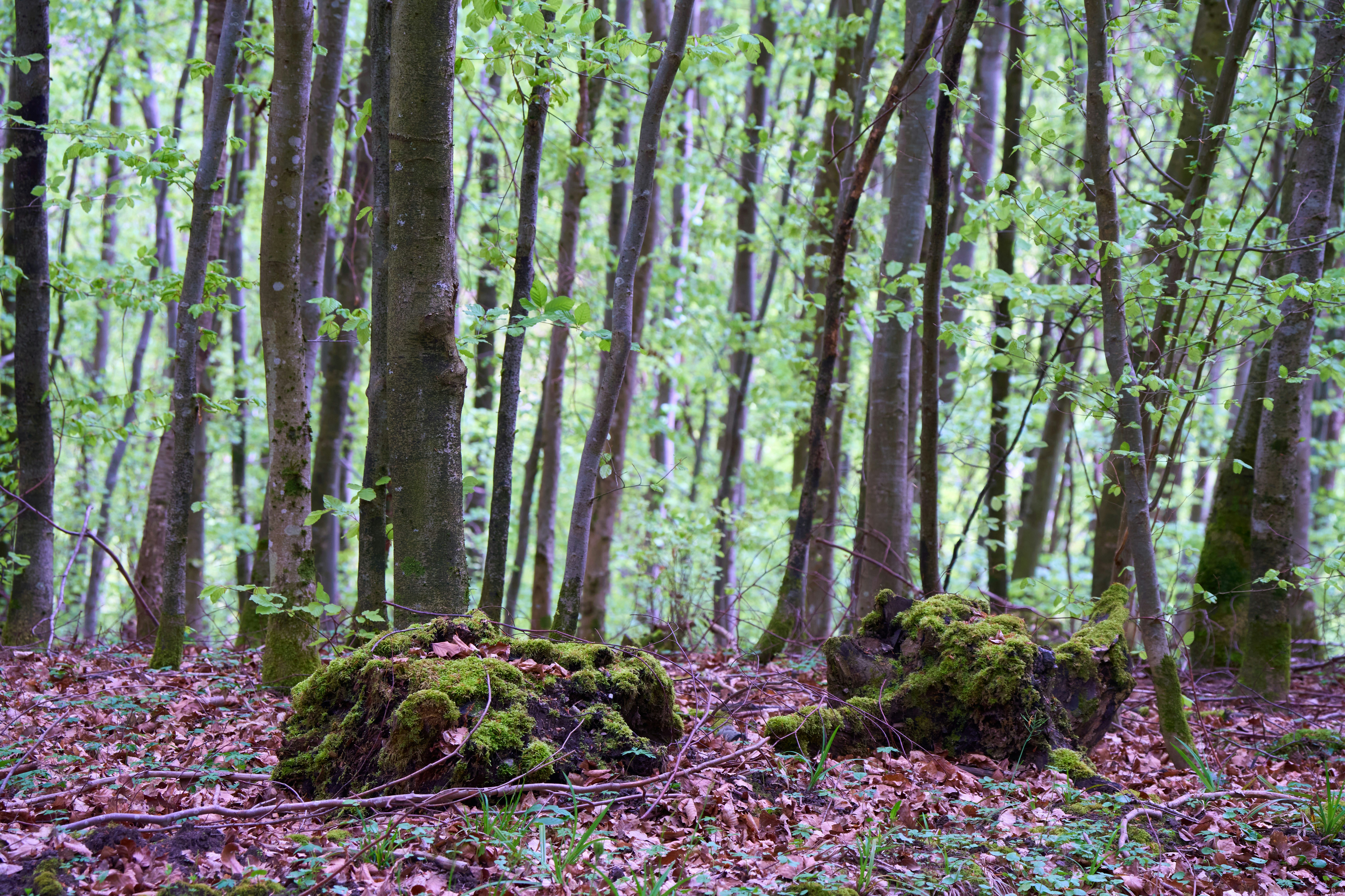 Photo by wolfgang_hasselmann