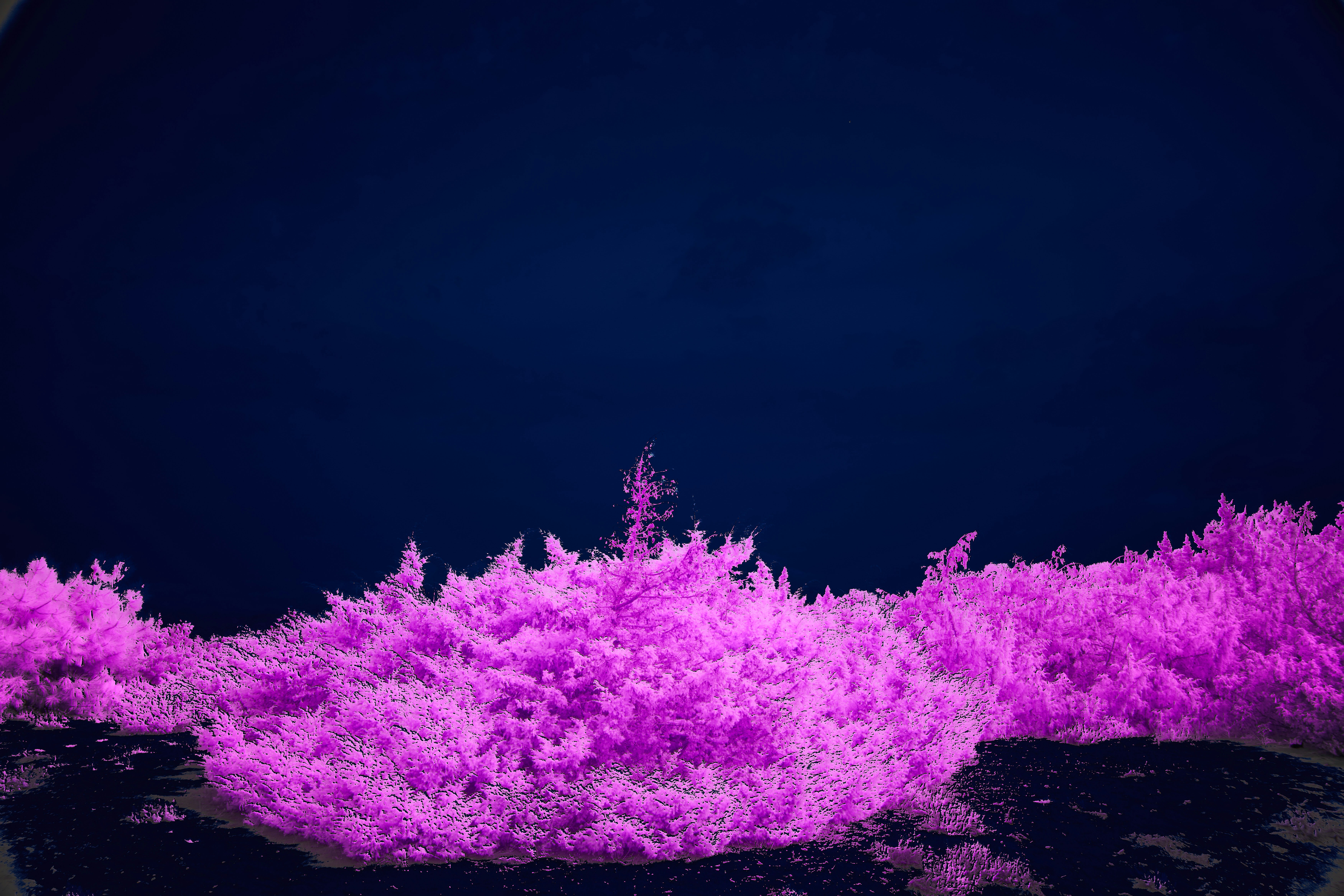 Photo by wolfgang_hasselmann