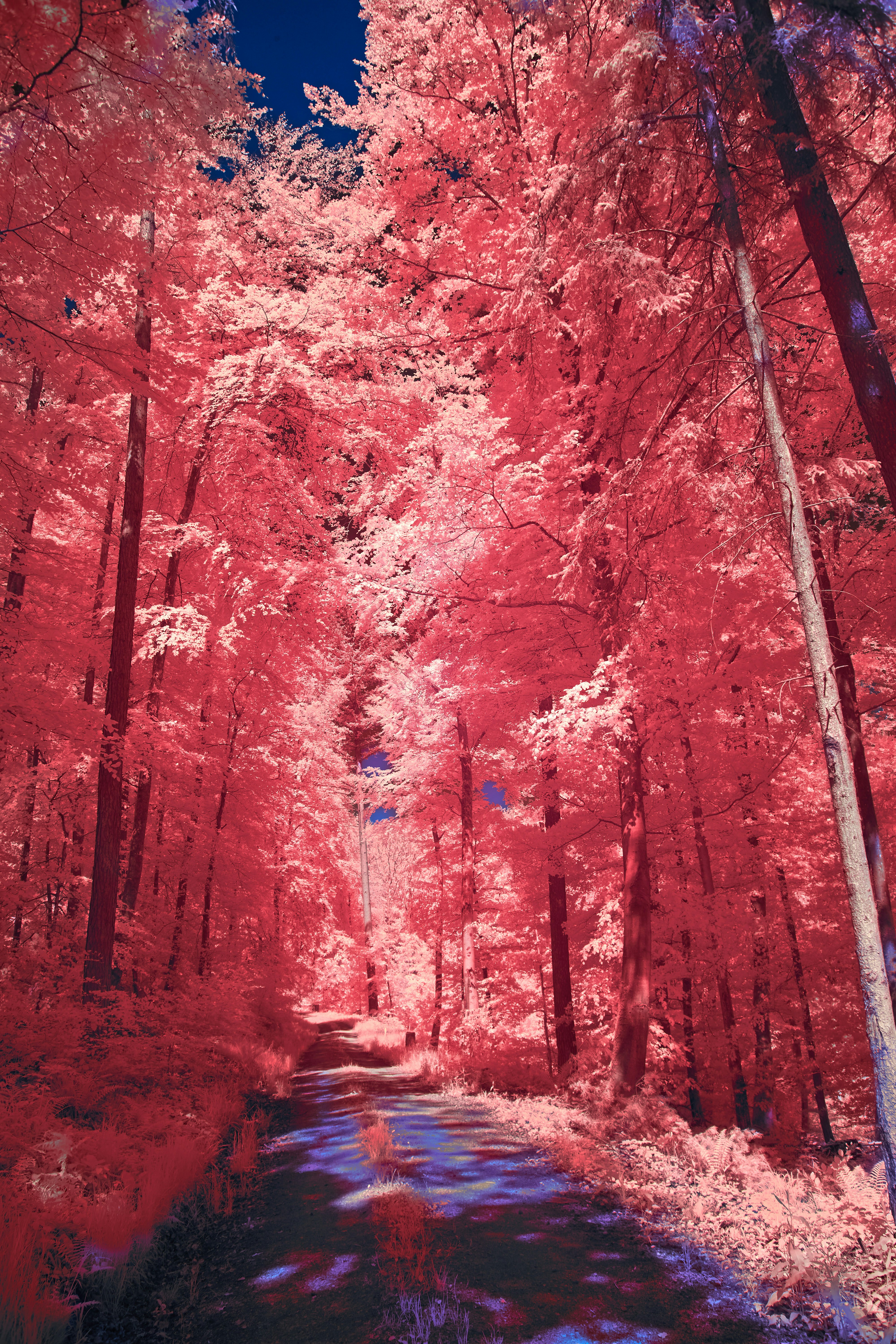 Photo by wolfgang_hasselmann