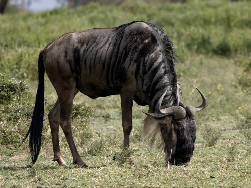 Wildebeest grazes peacefully in a verdant field with a black mane standing out prominently