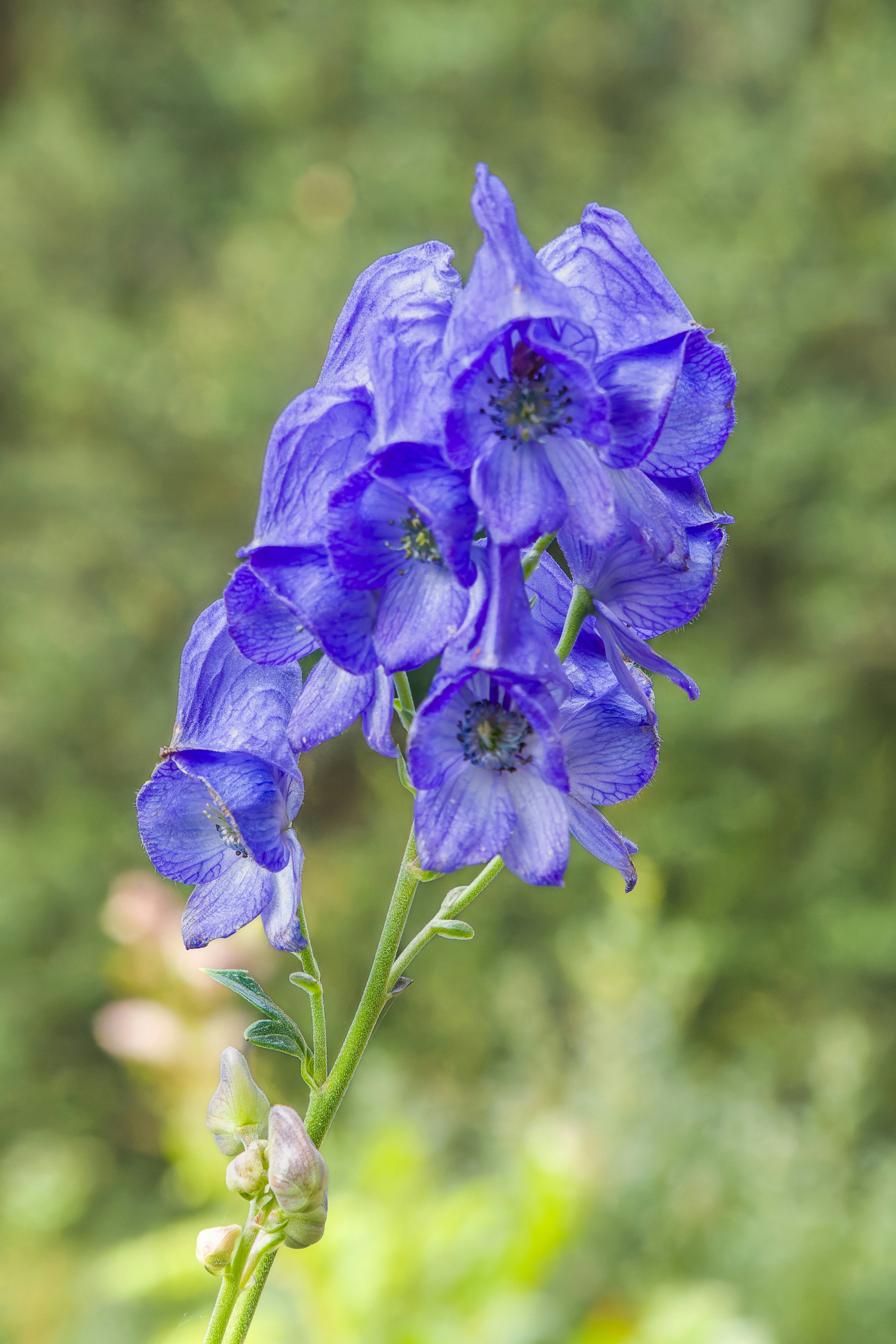 A close up of a blue flower with a blurry background