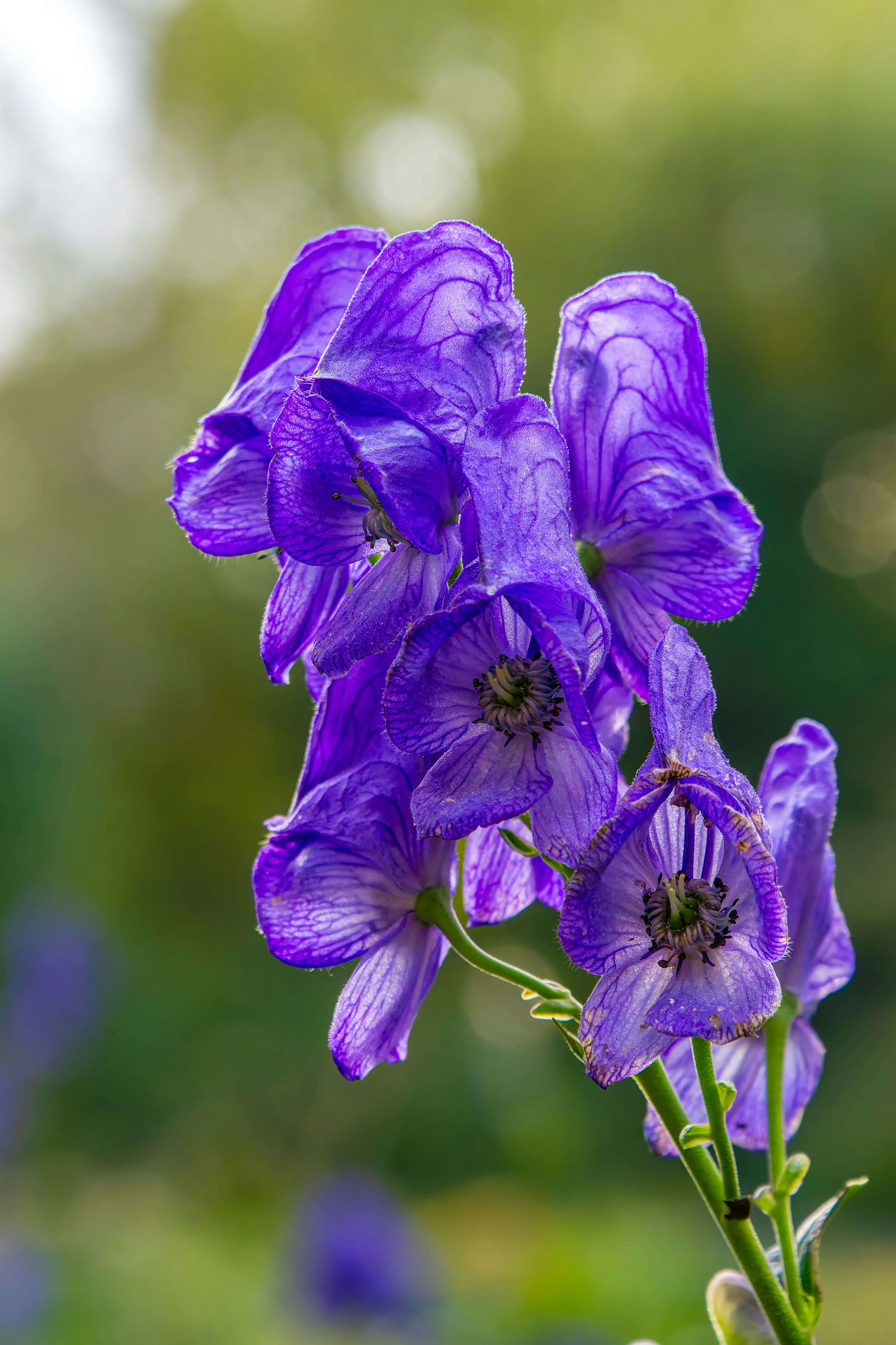 Photo by siegfriedpoepperl