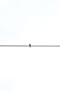 A couple of birds sitting on top of a power line