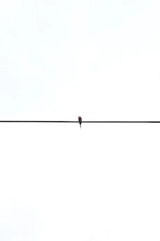 A couple of birds sitting on top of a power line