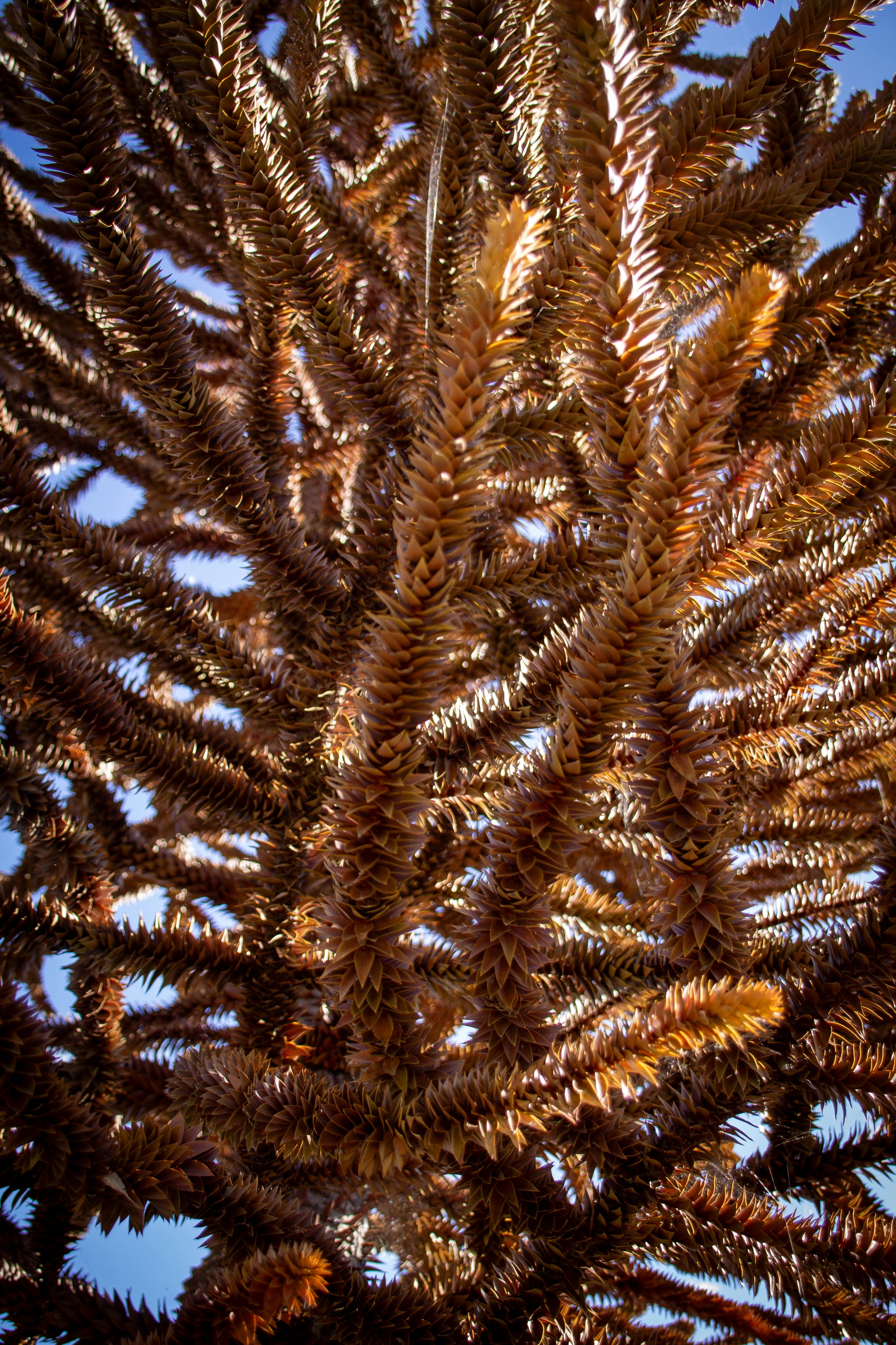 A close up of a tree with a blue sky in the background