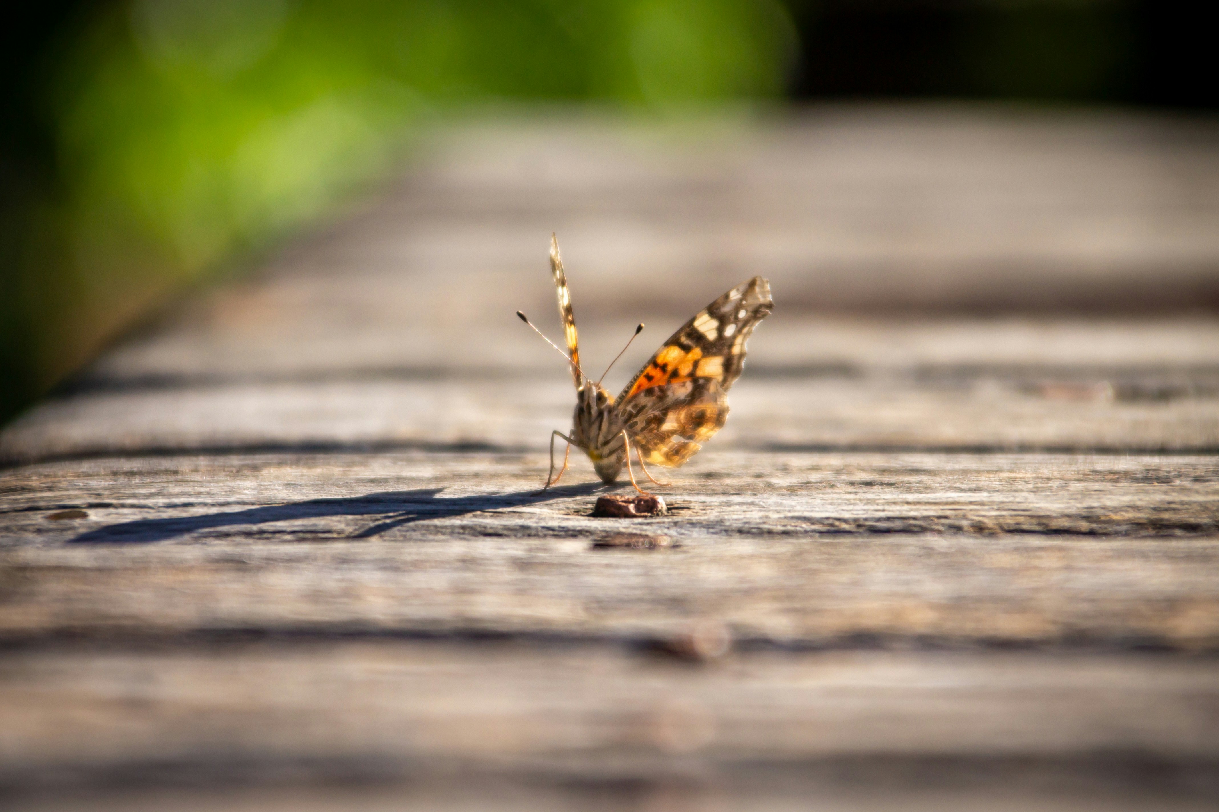 Ein kleiner Schmetterling, der auf einem Holztisch sitzt