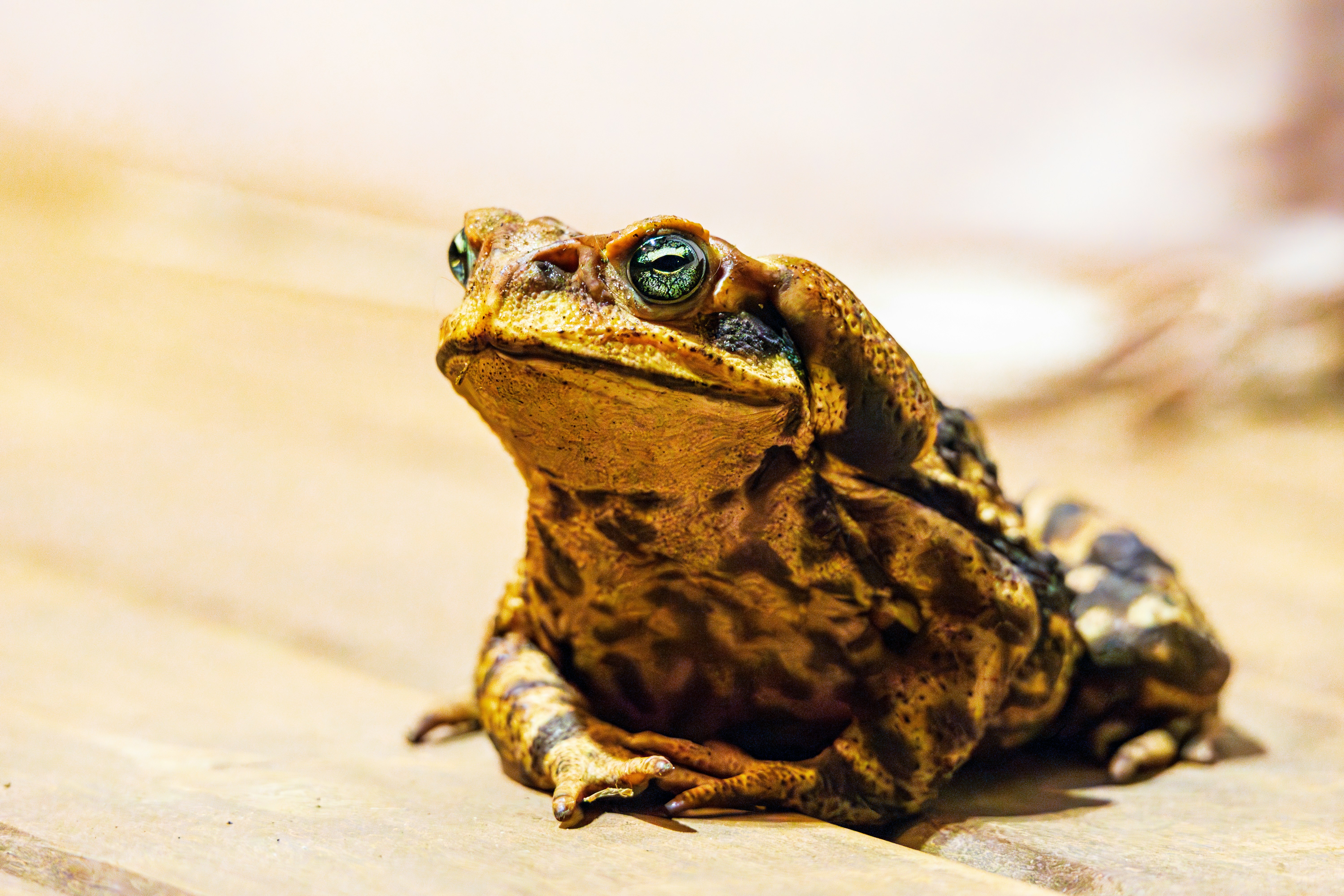 Photo by matheuskprot