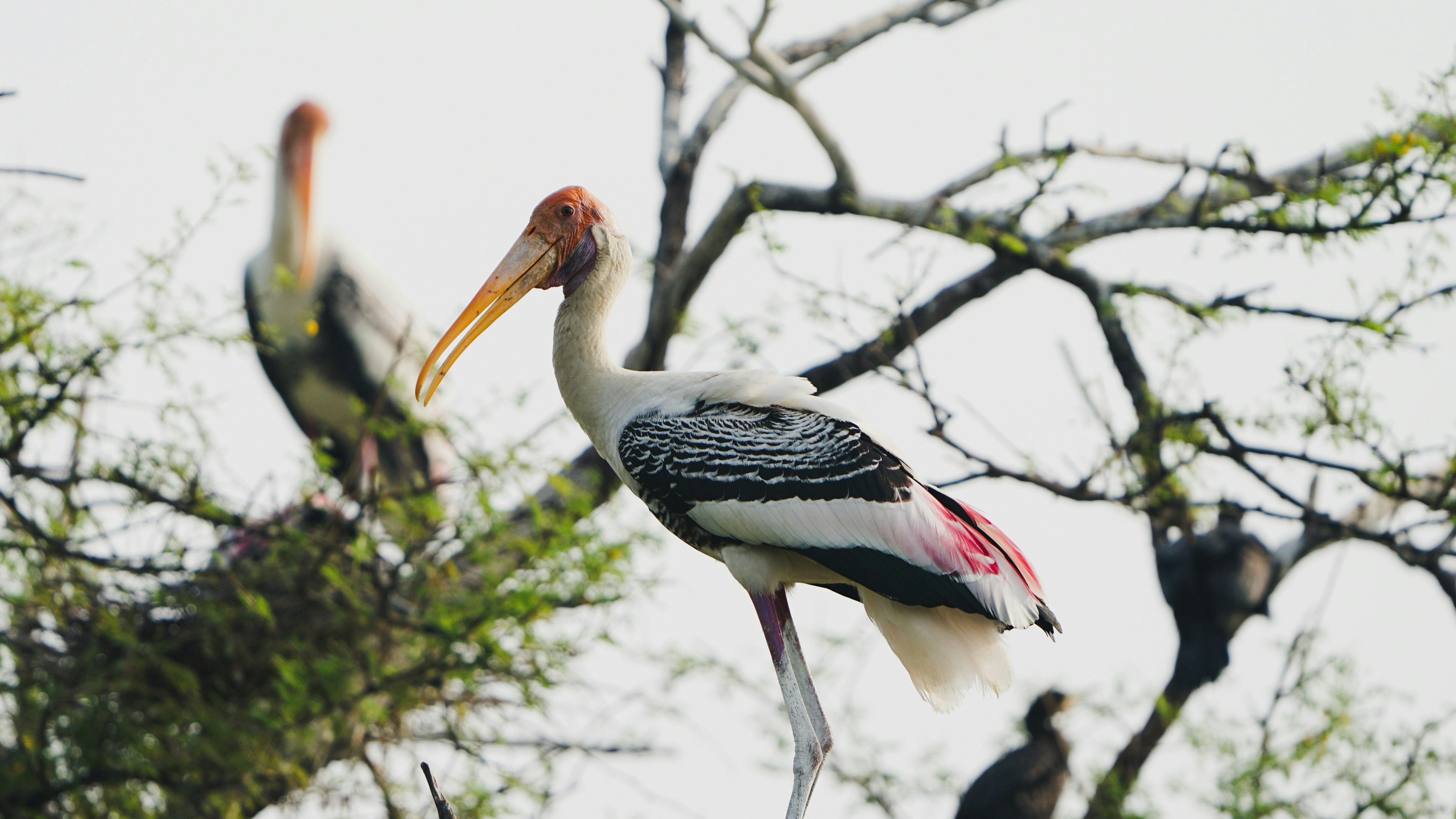 Photo by wrystraw112233