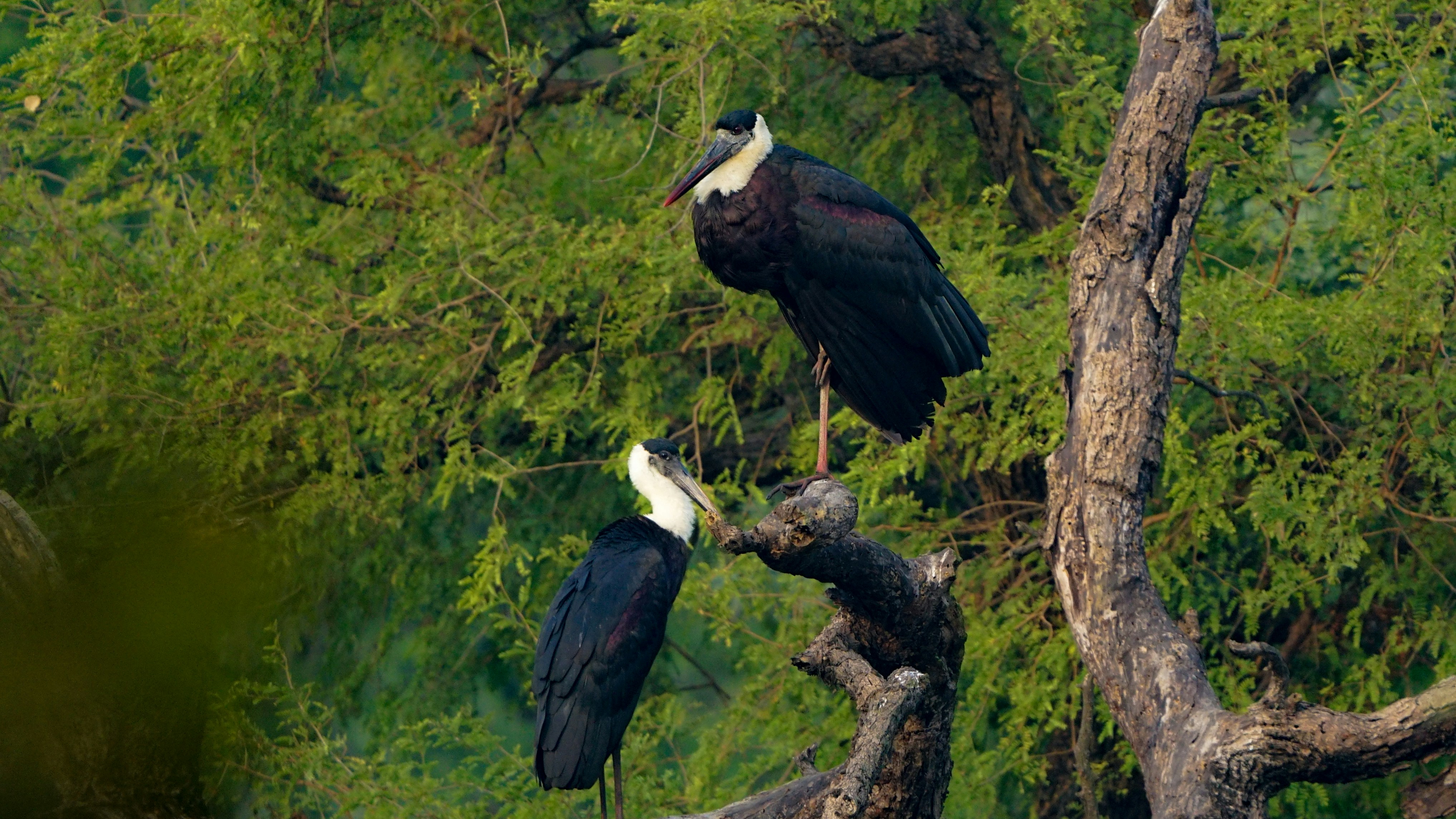 A couple of birds sitting on top of a tree branch photo – Free Birds ...