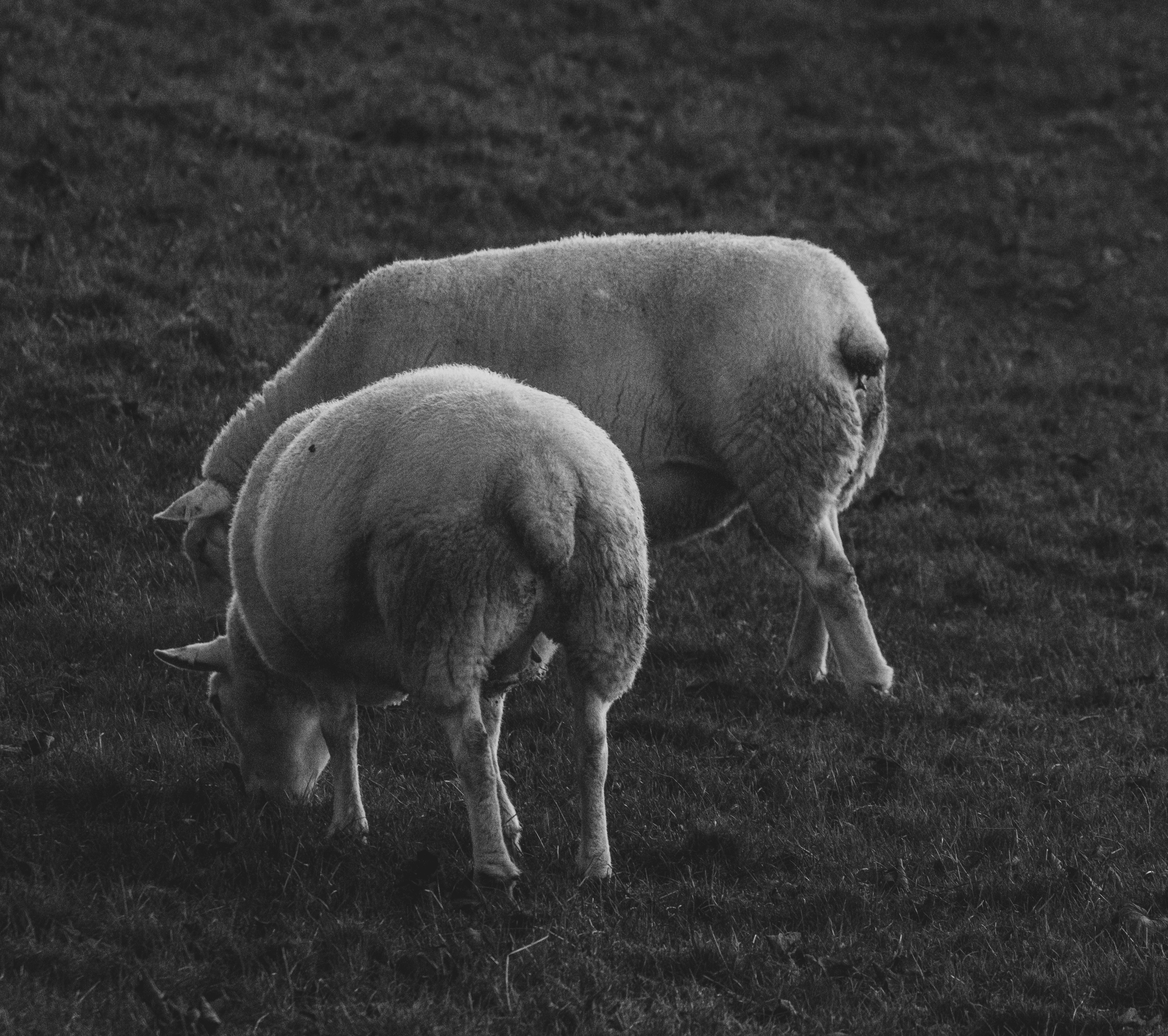 A couple of sheep standing on top of a lush green field