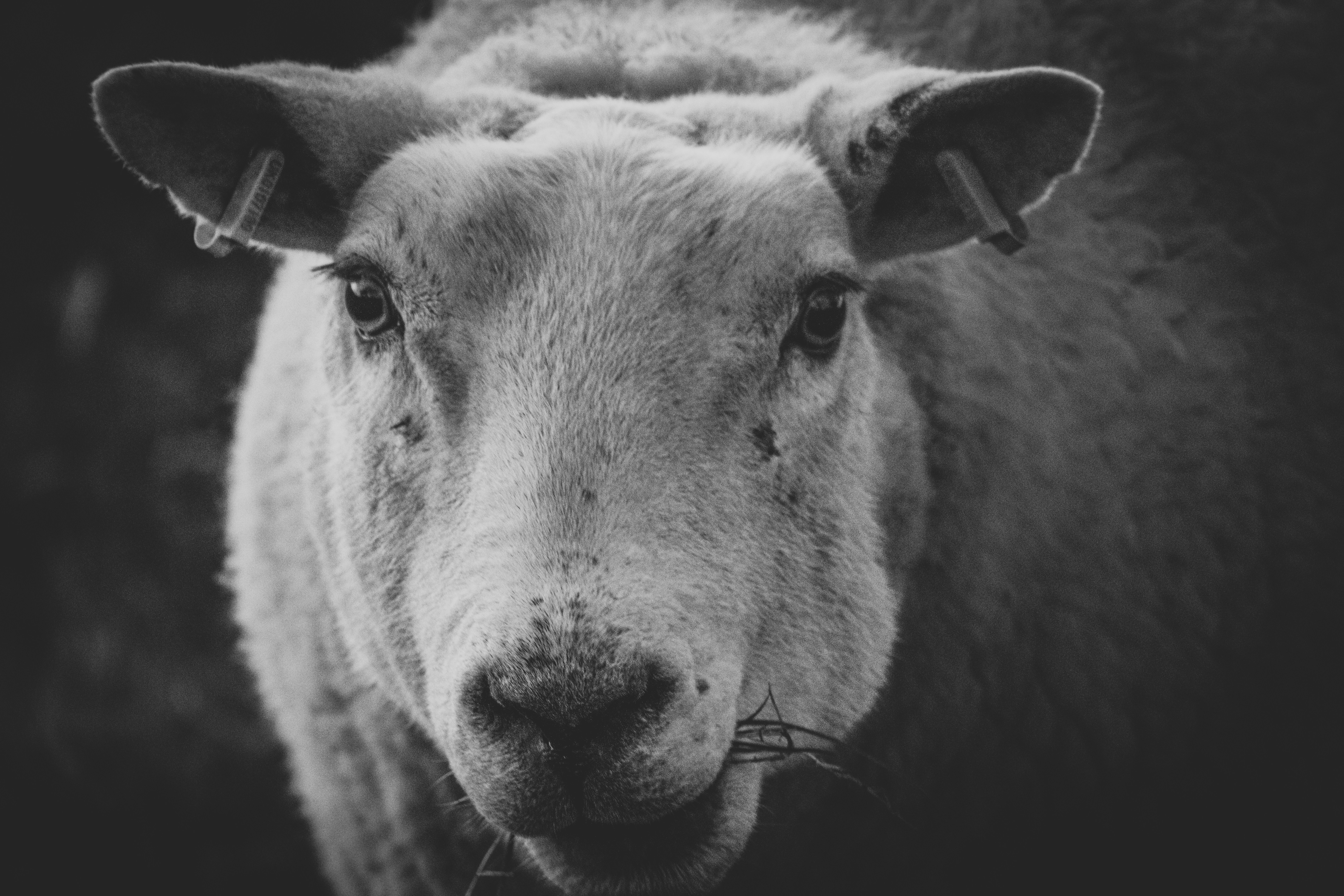 A black and white photo of a sheep