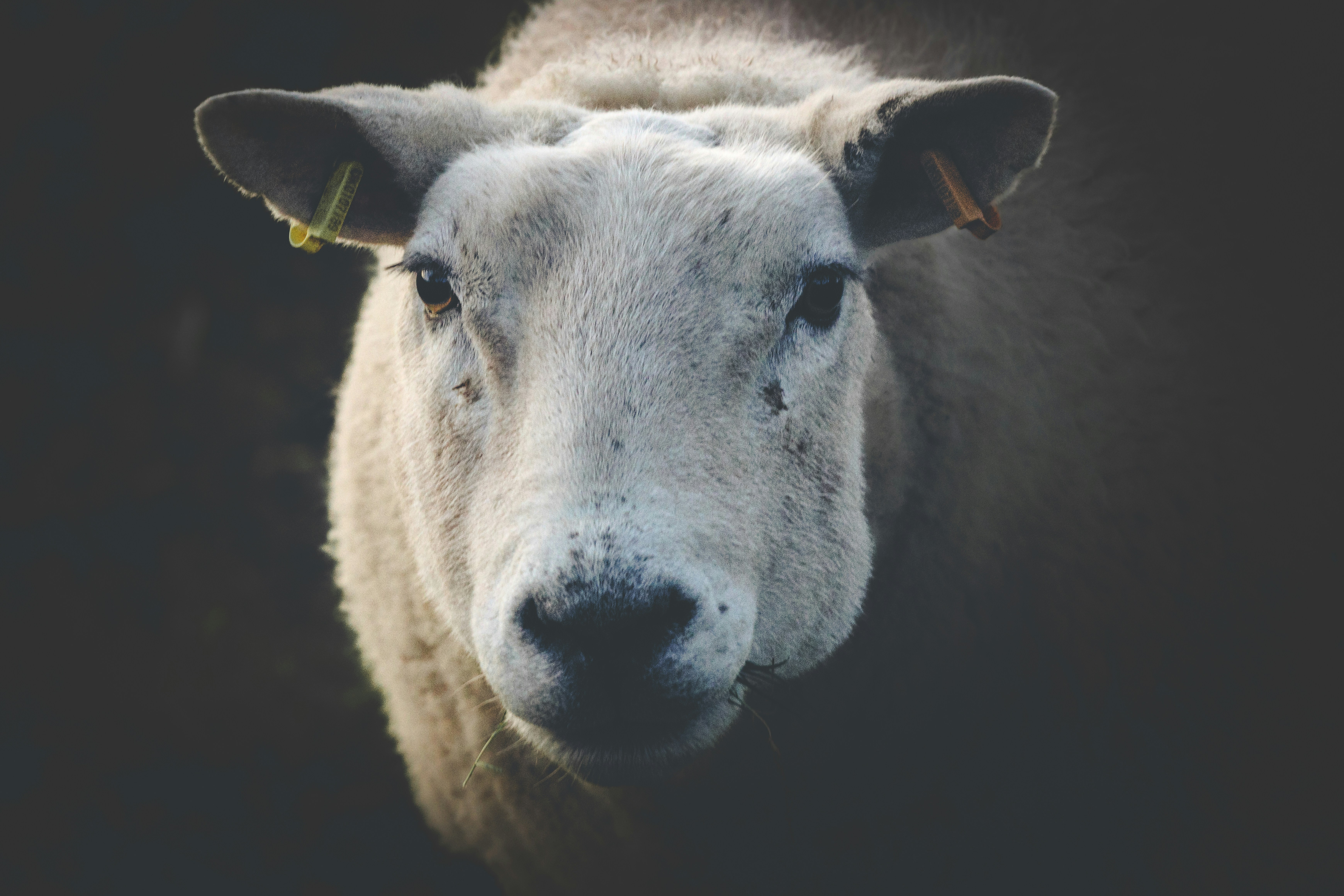 A close up of a sheep with a black background