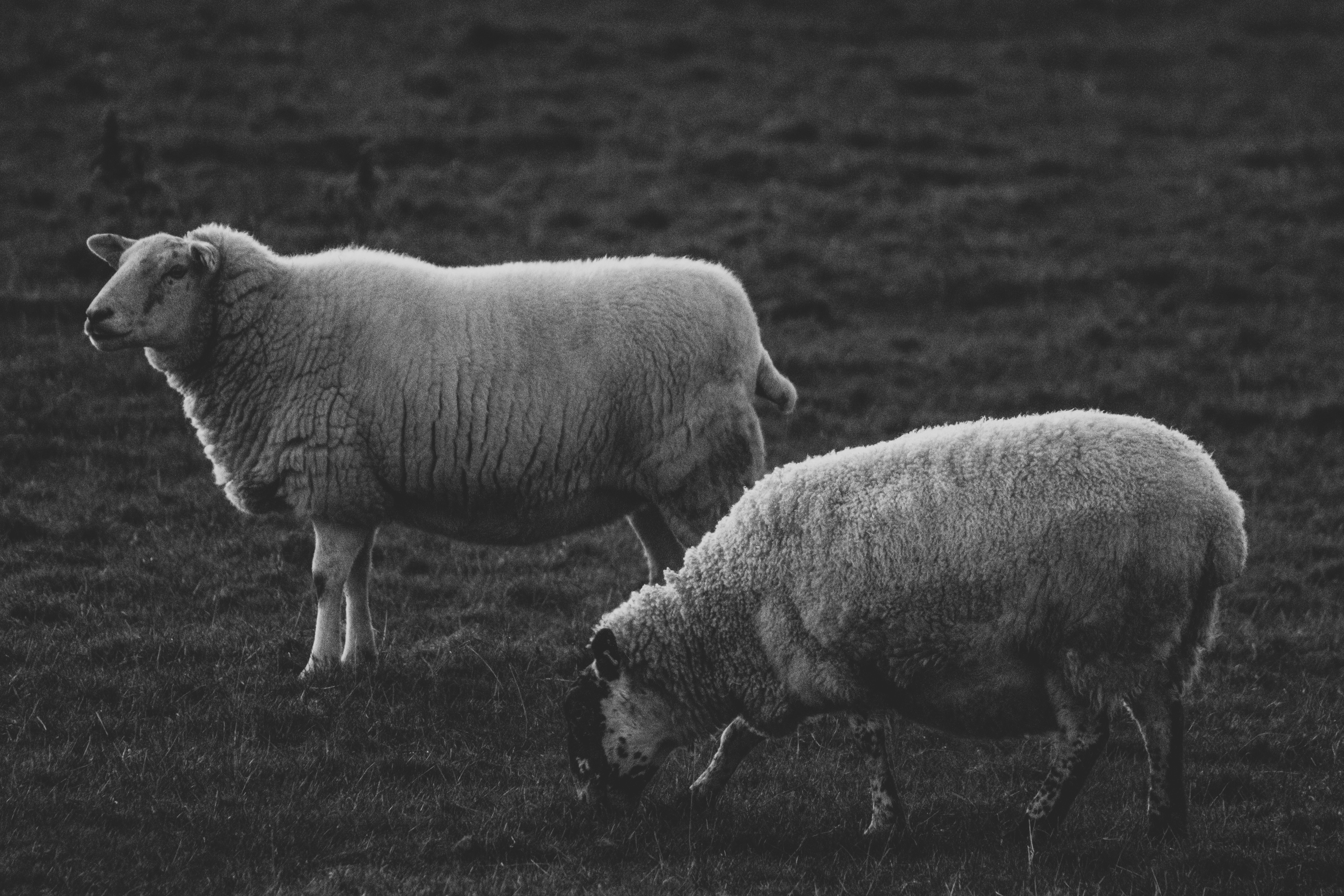 A couple of sheep standing on top of a grass covered field