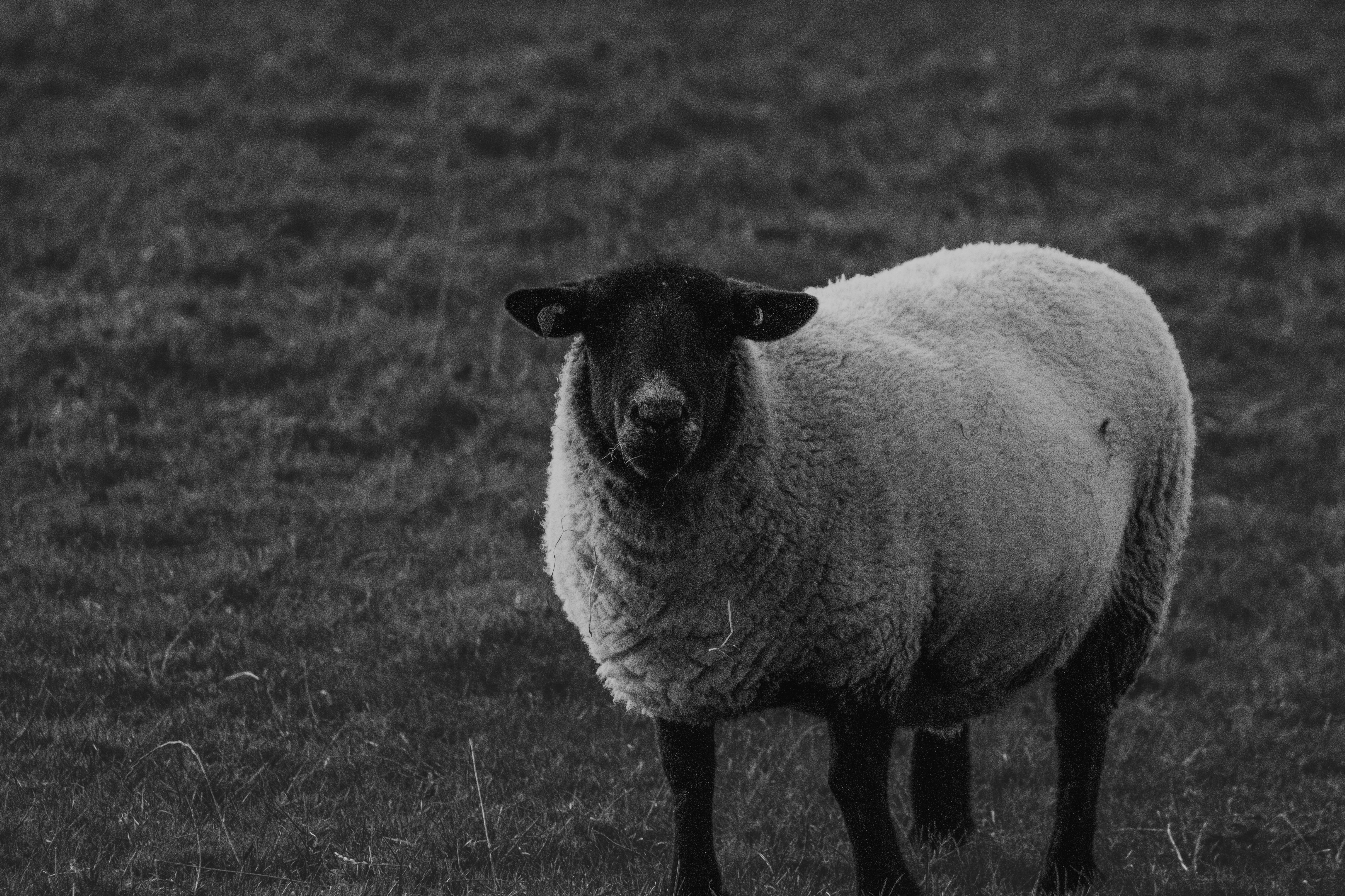 A black and white photo of a sheep in a field