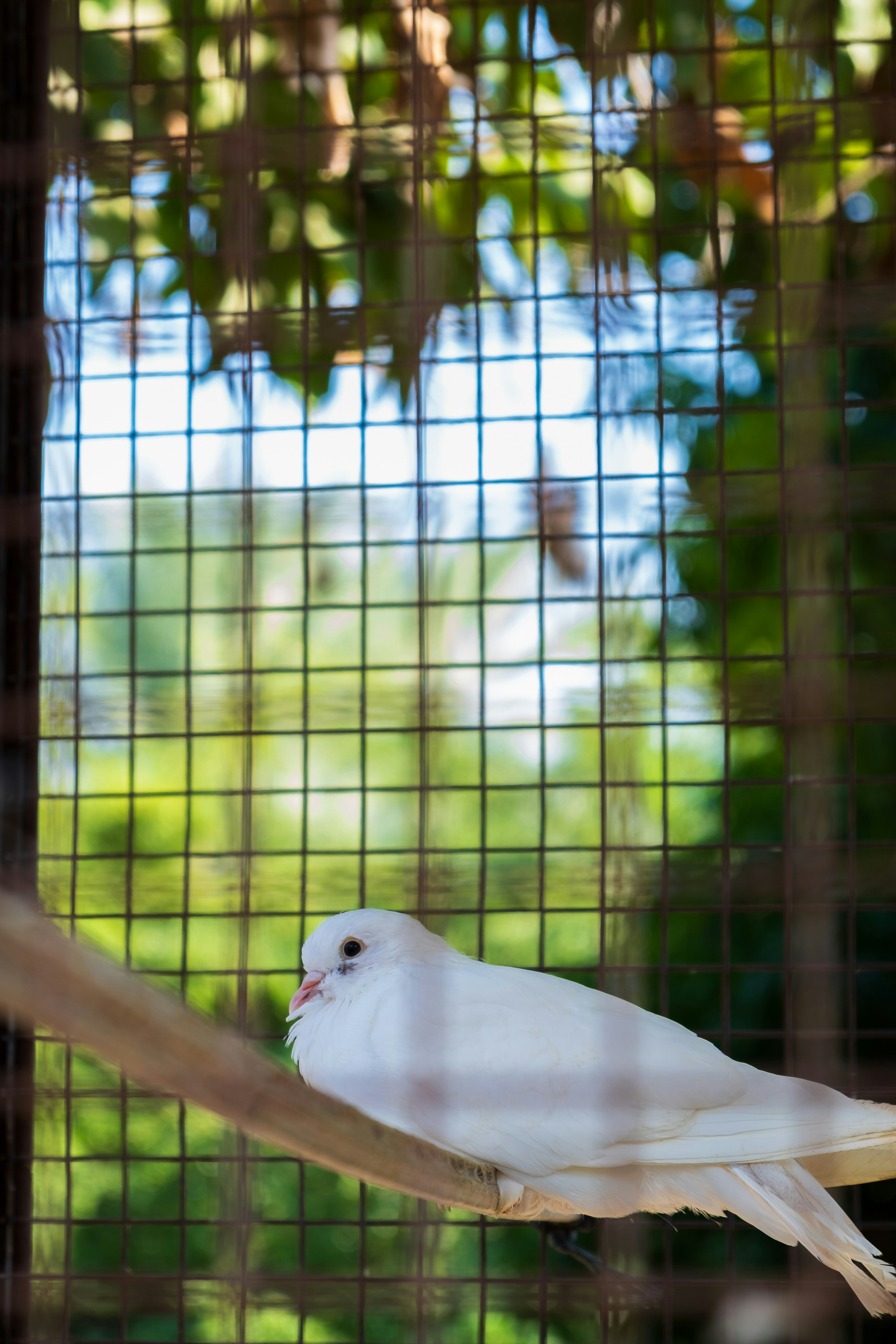 A white bird sitting on a perch in a cage