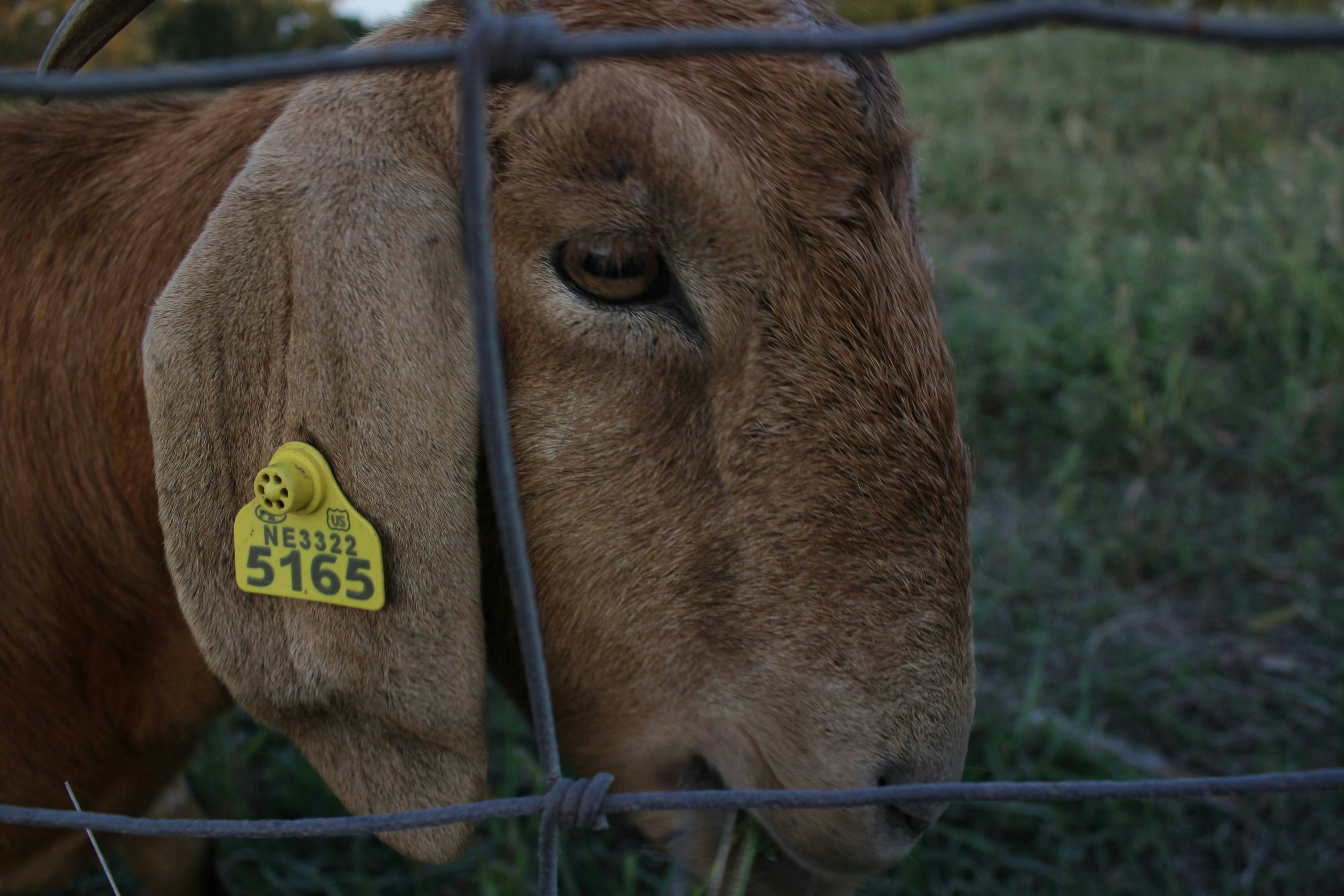 A close up of a cow behind a fence