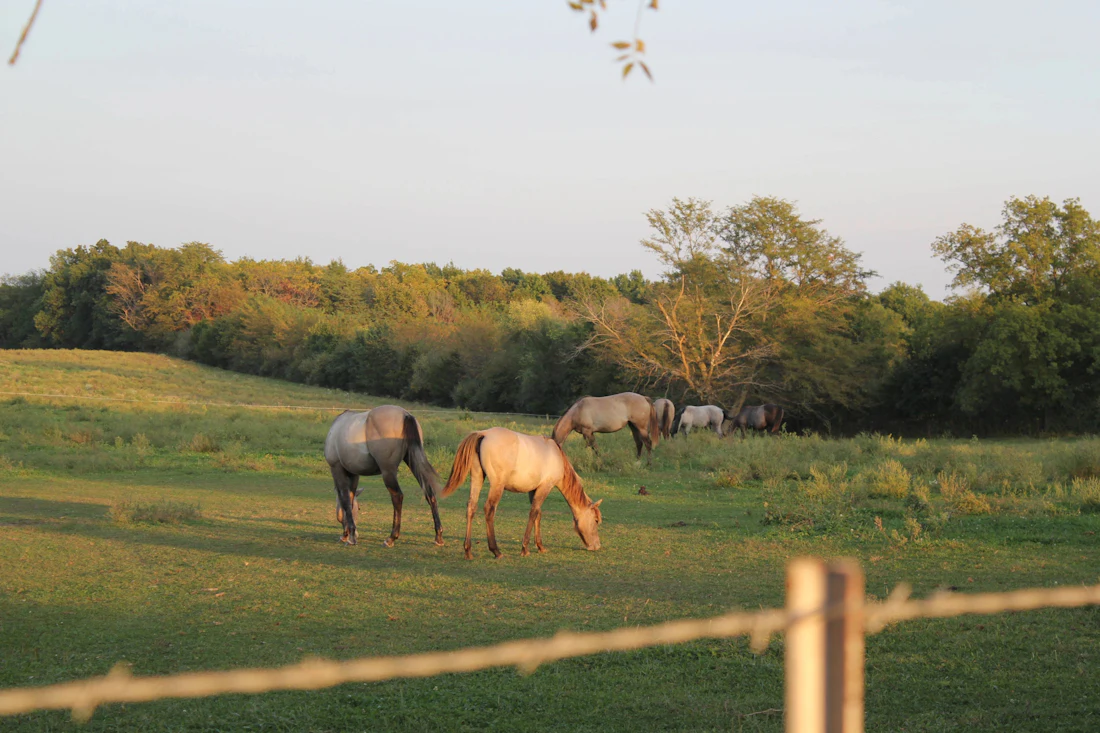 Horses grazing in a pasture with a wood rail fence
