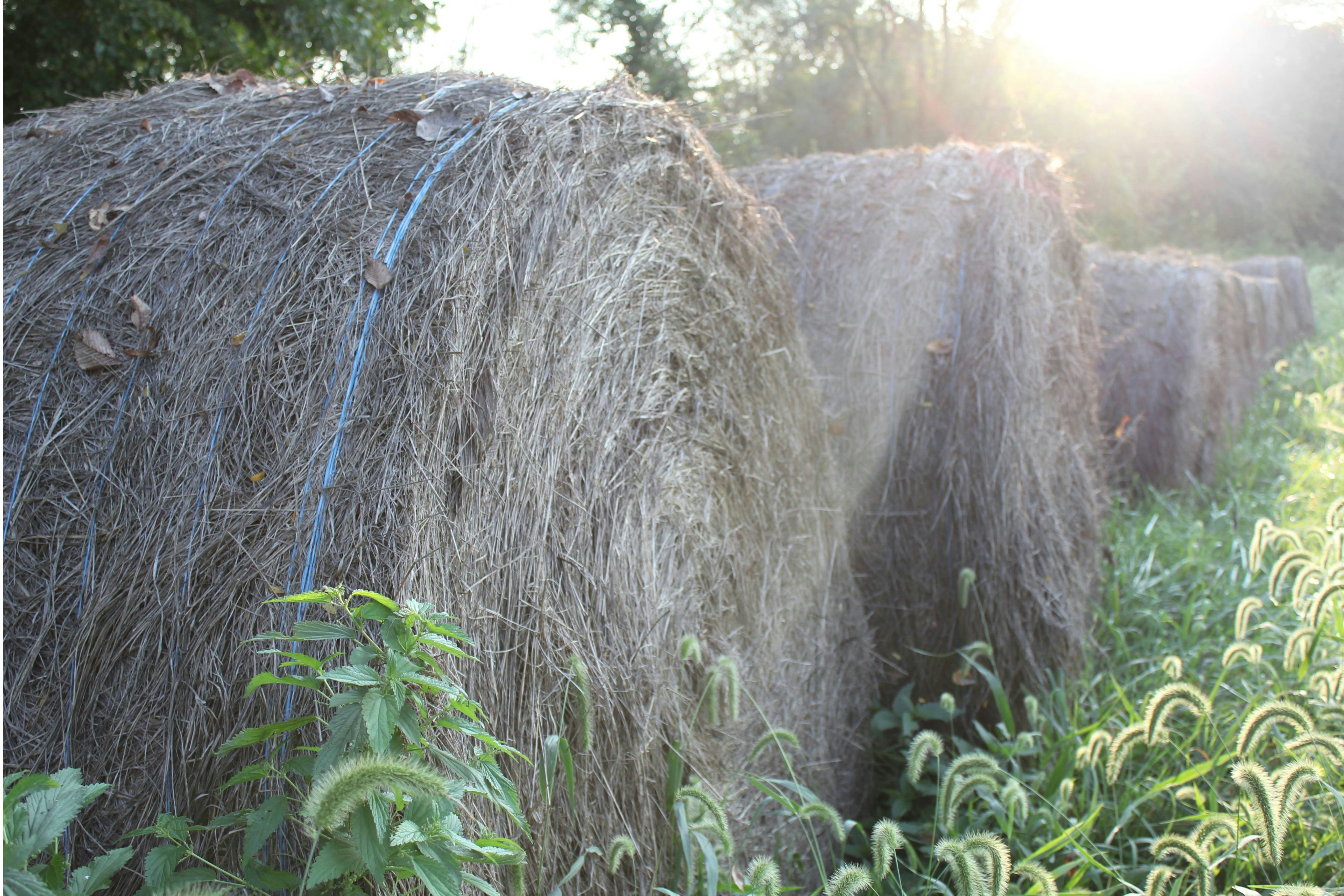 A row of hay bales in a field