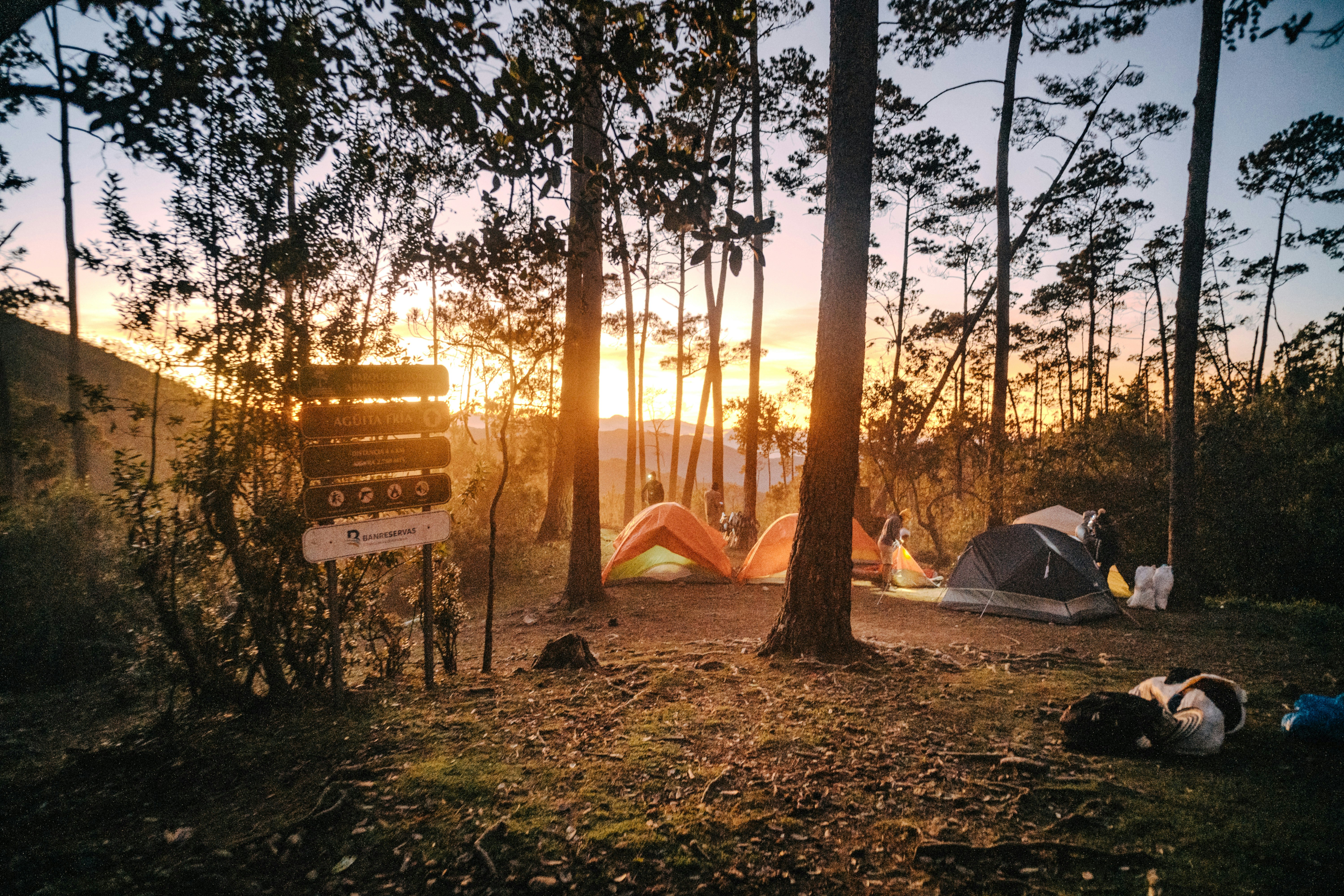 Forest sunrise camping, ilustrasi artikel Brew Bliss: Top Compact Coffee Makers for Early Morning Campers 3