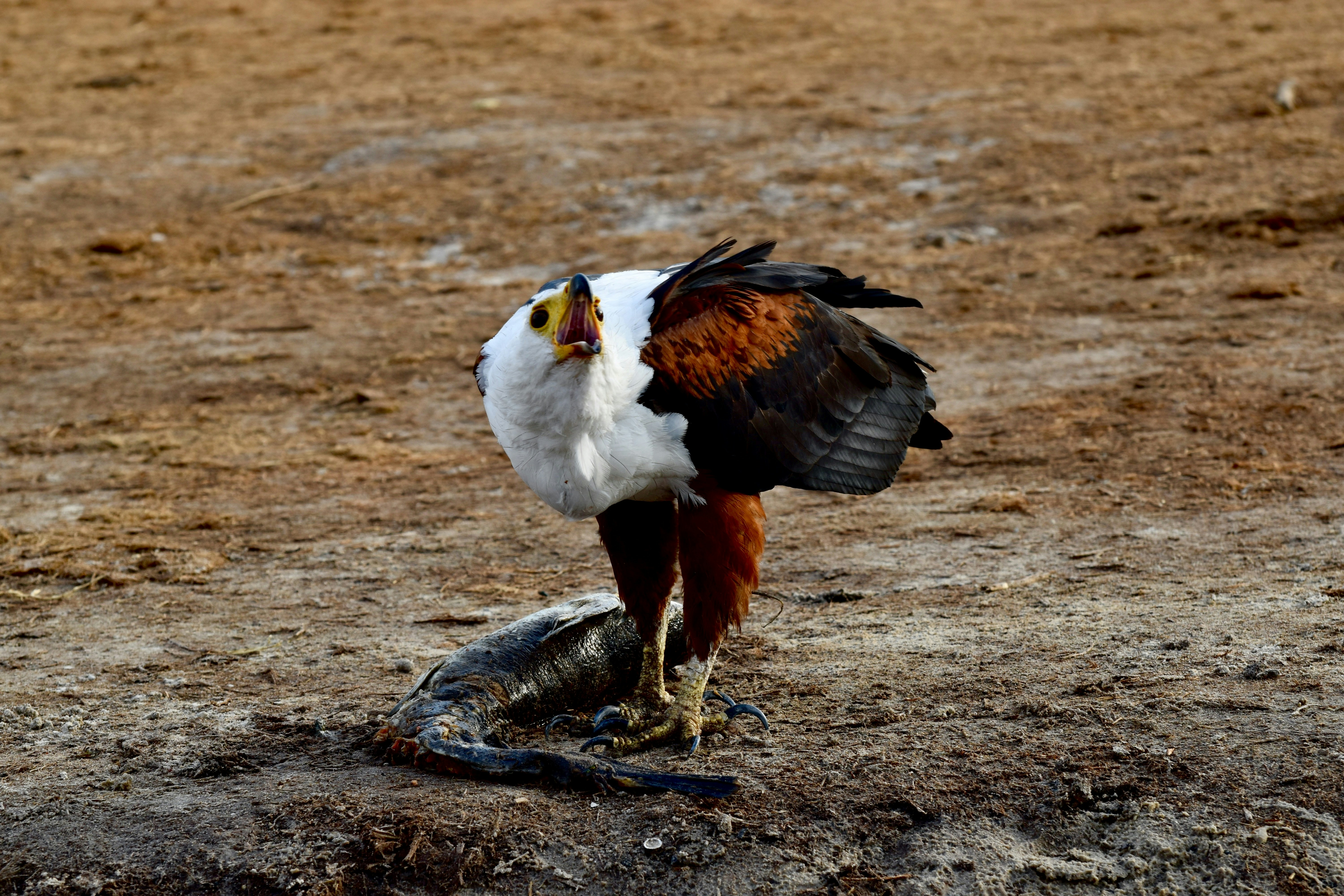 Photo by peterbrooker