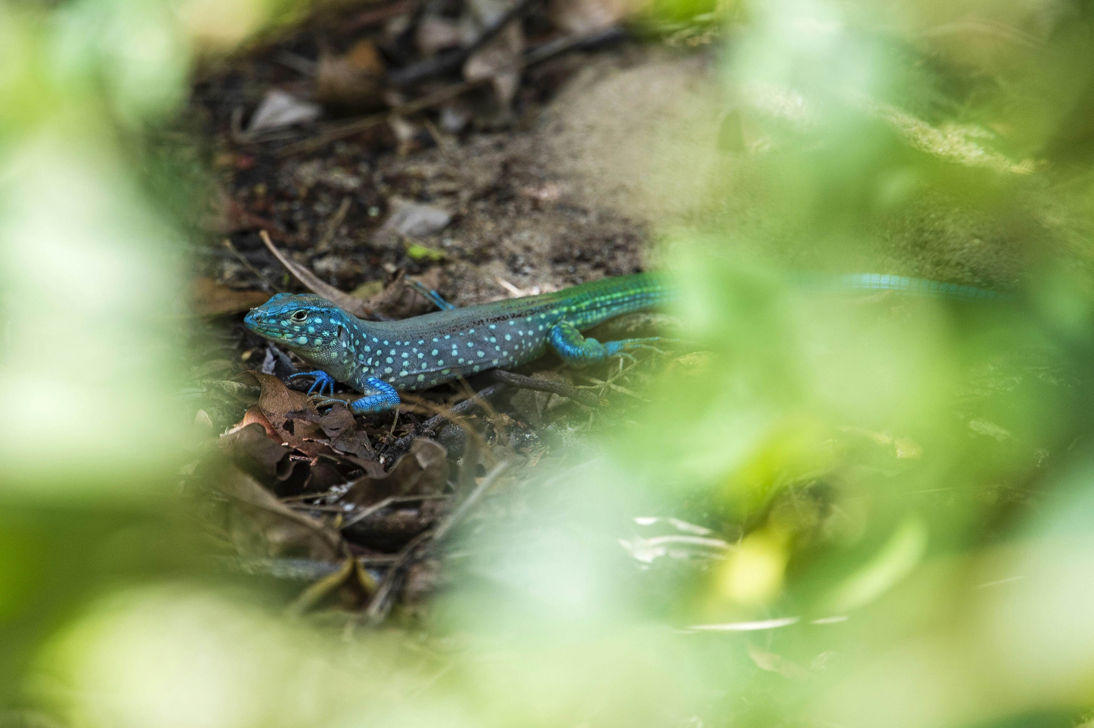A blue lizard is laying on the ground