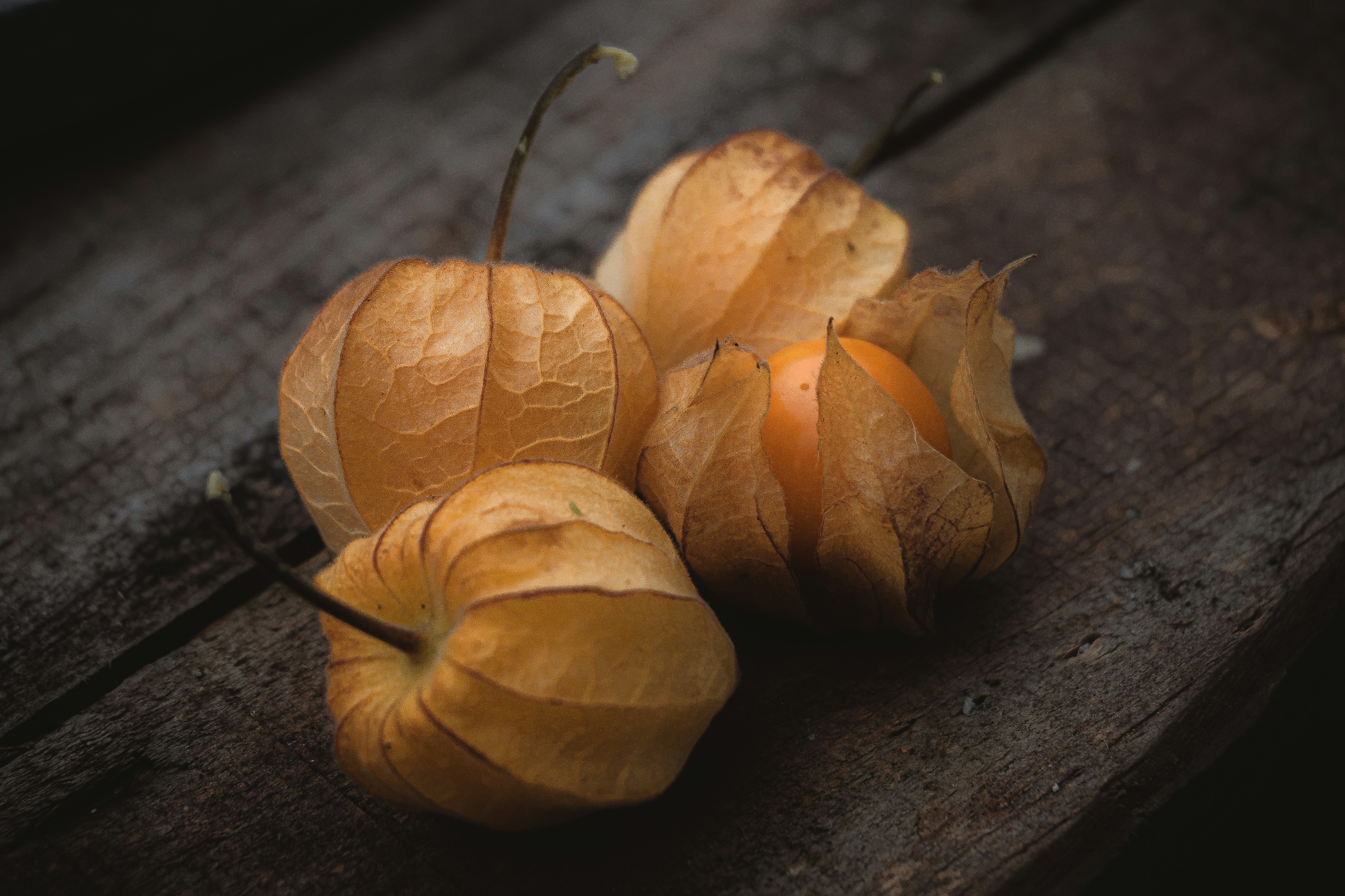 Photo by andreicastanha