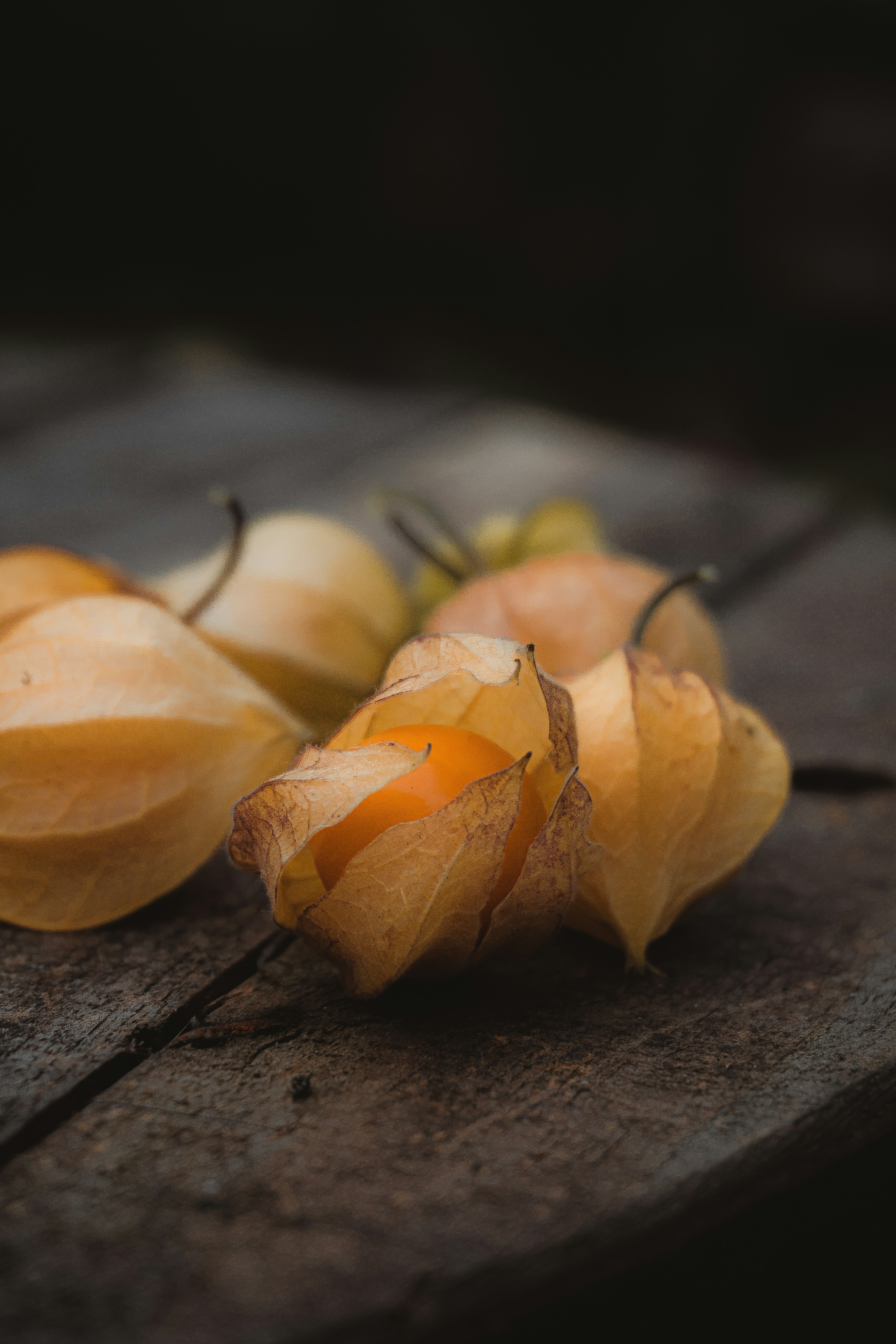 Photo by andreicastanha