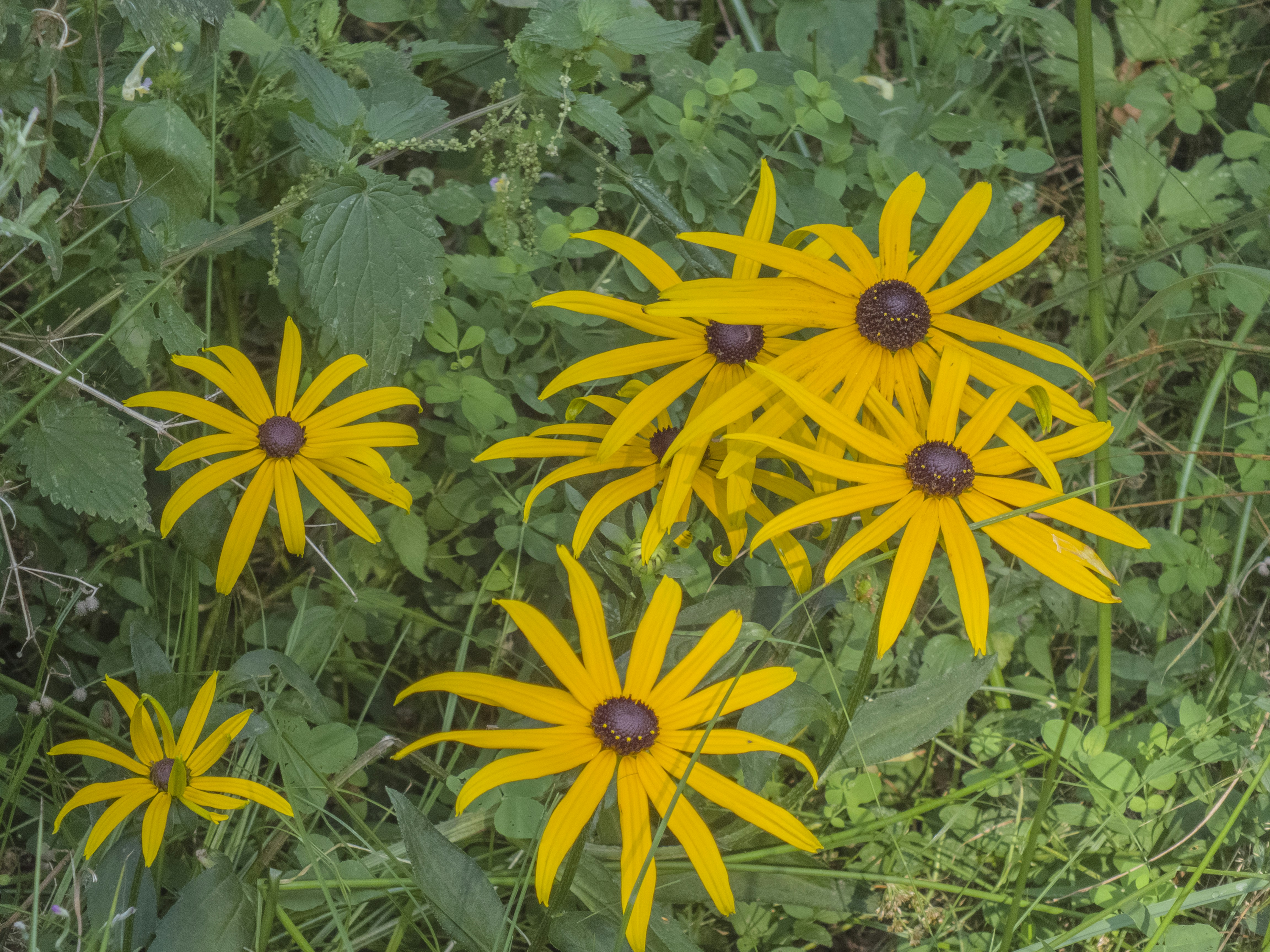 Impacts on Native Plants and Wildlife (image credits: unsplash)