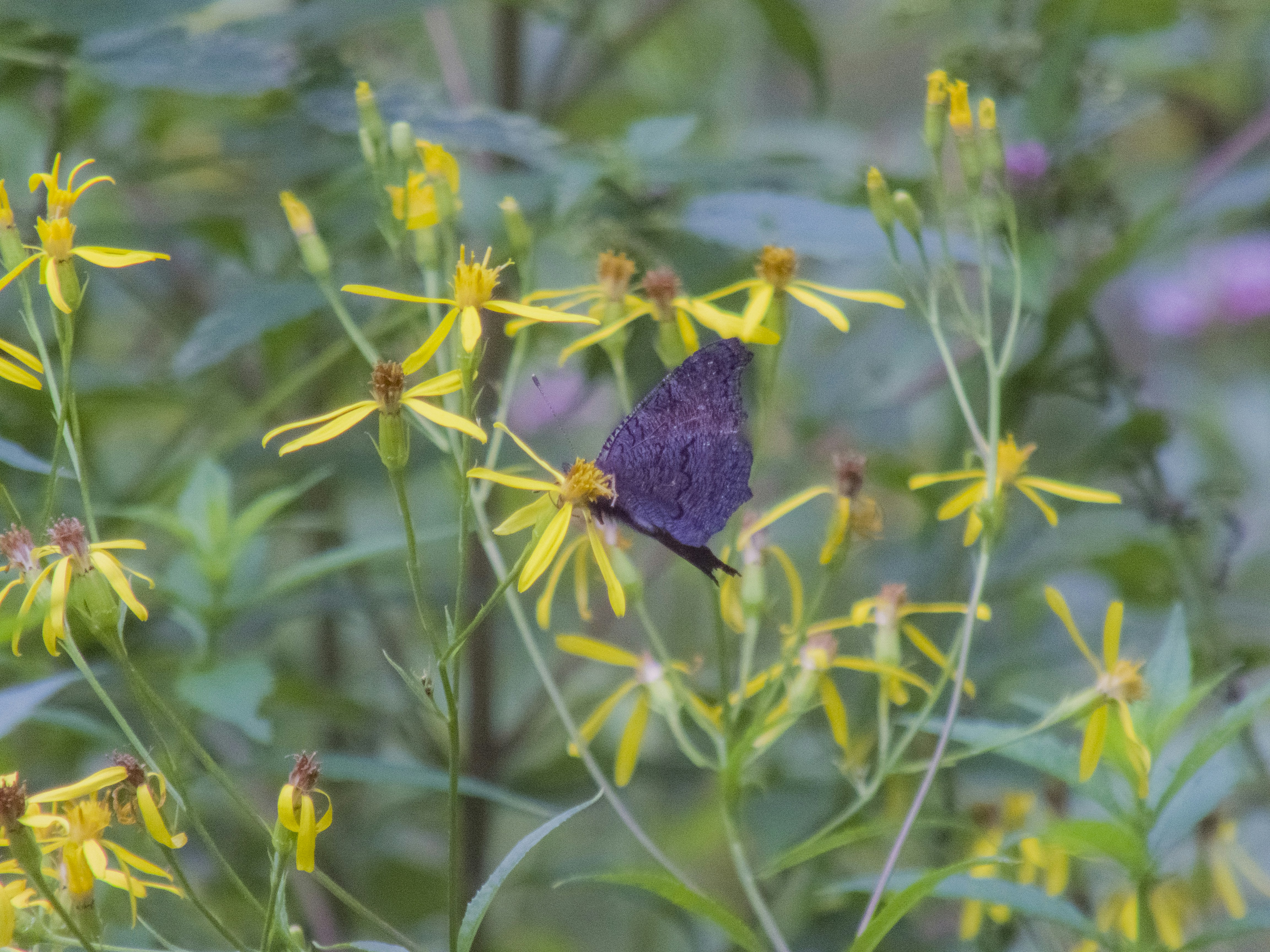 A purple butterfly sitting on top of a yellow flower