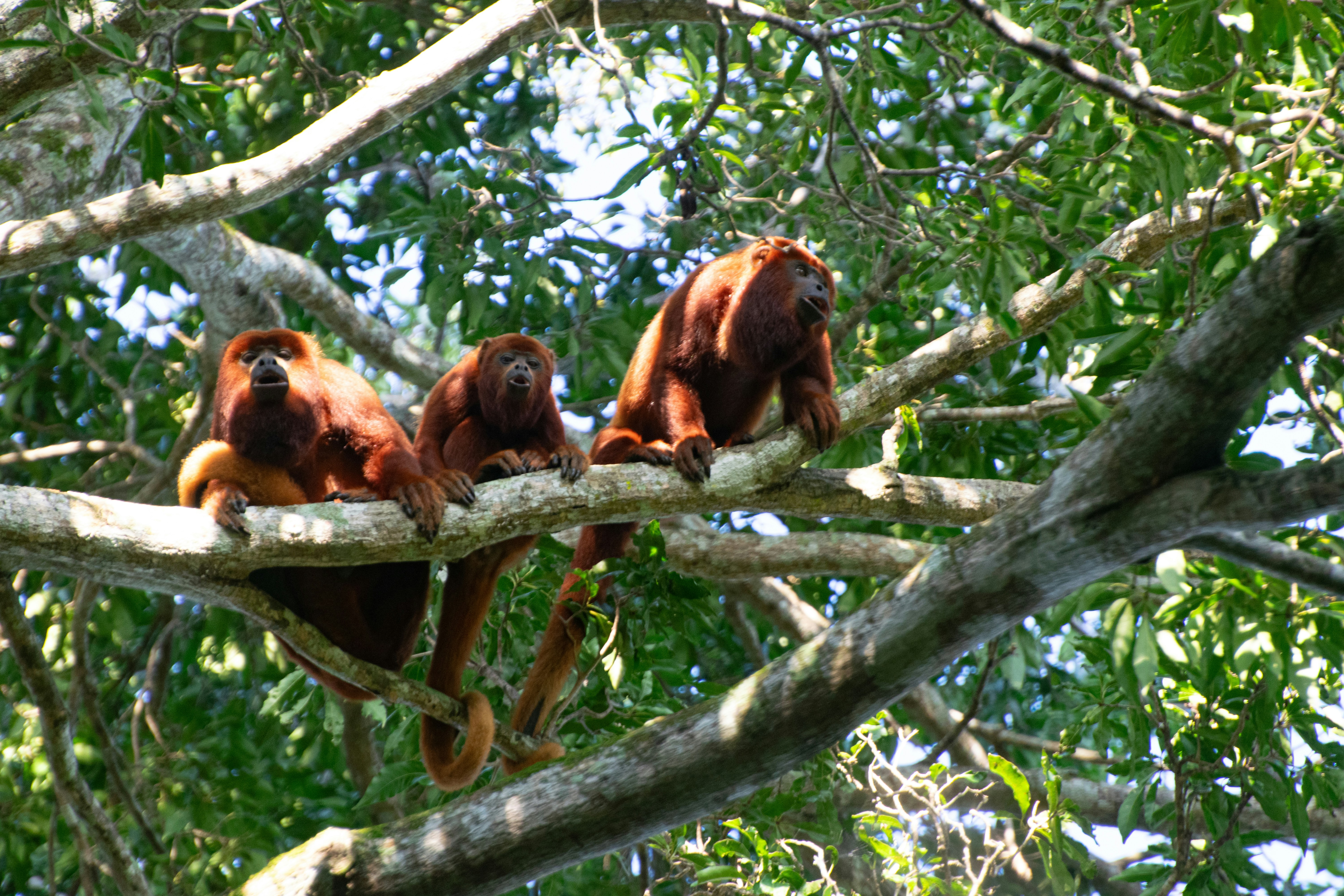 Alojamiento en El Encanto de Guanapalo