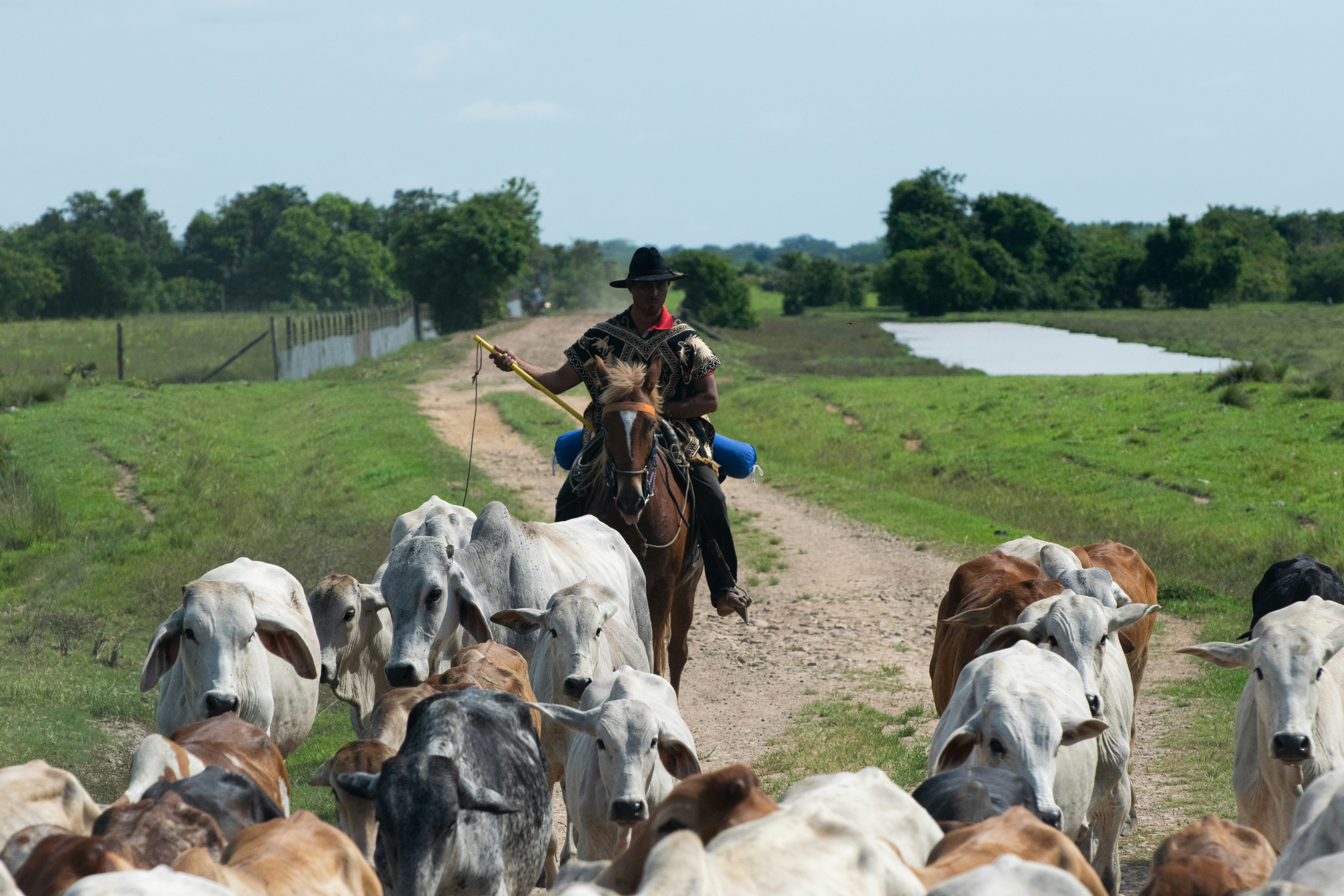 A man riding on the back of a brown horse next to a herd of cows