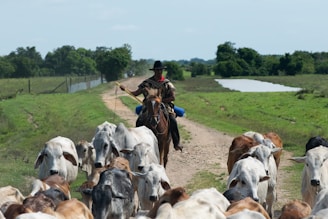 A man riding on the back of a brown horse next to a herd of cows