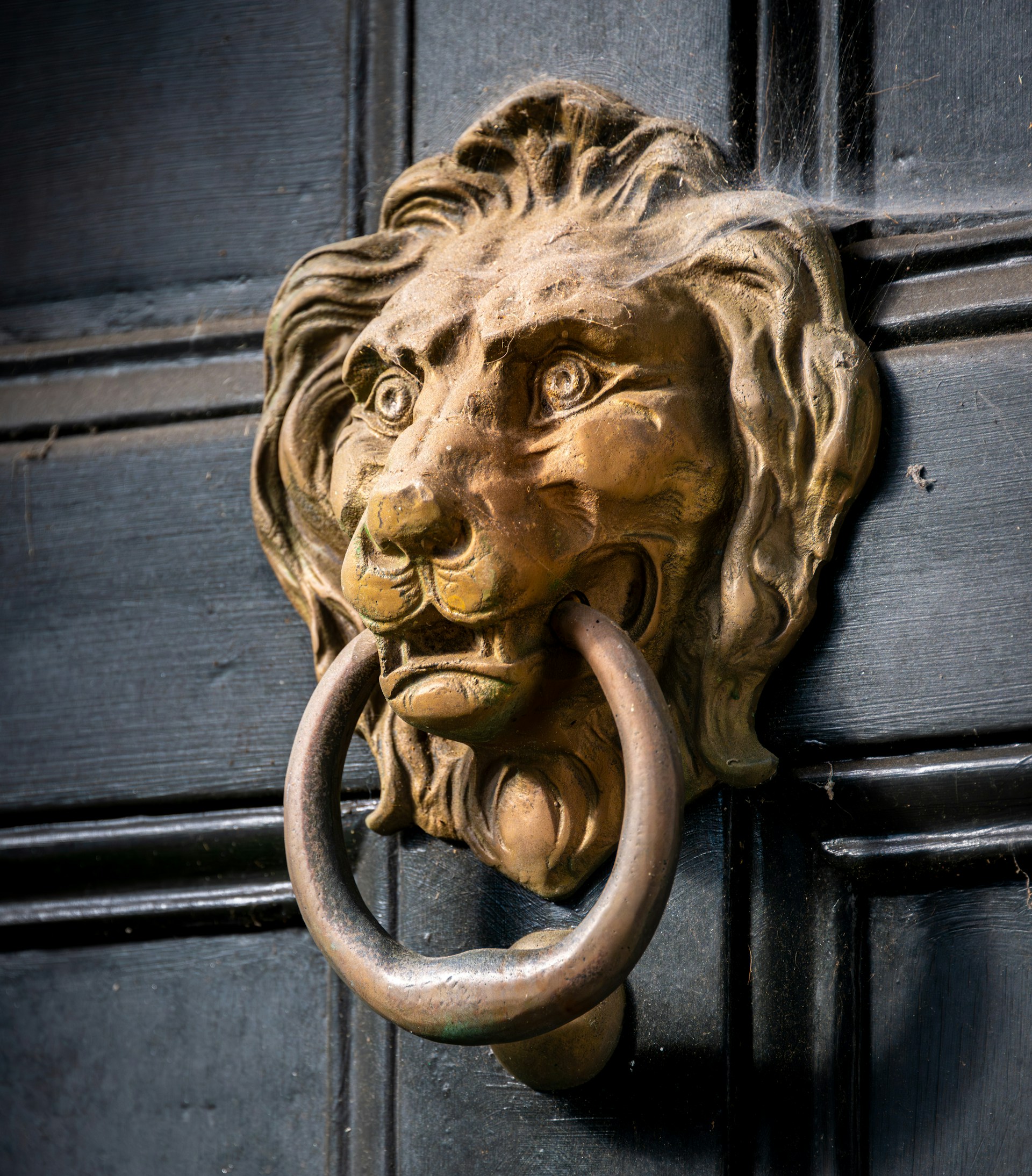 A lion head door knockle on a black door