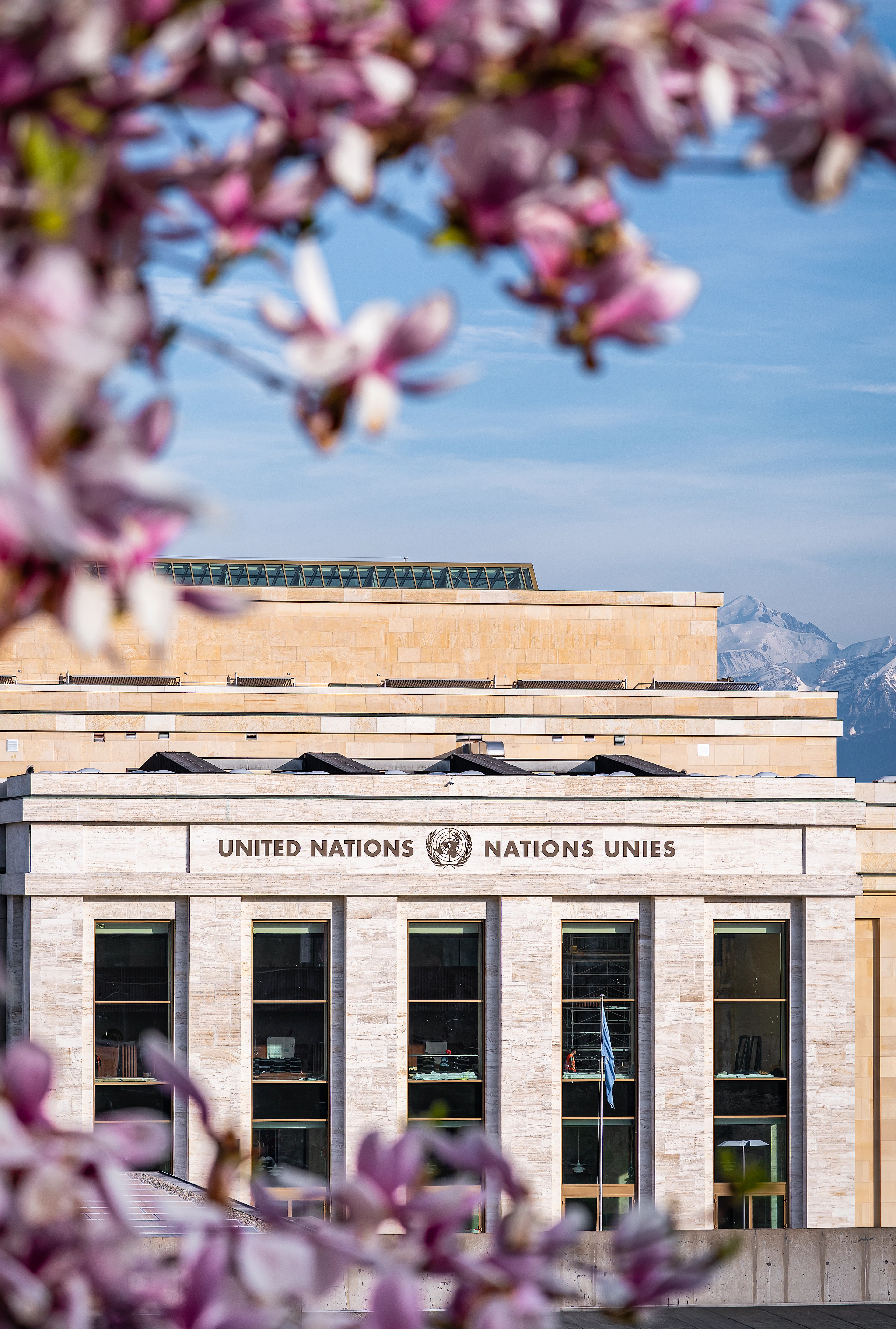 Pink magnolia blossoms frame the United Nations building in Geneva with snow-capped Alps behind.