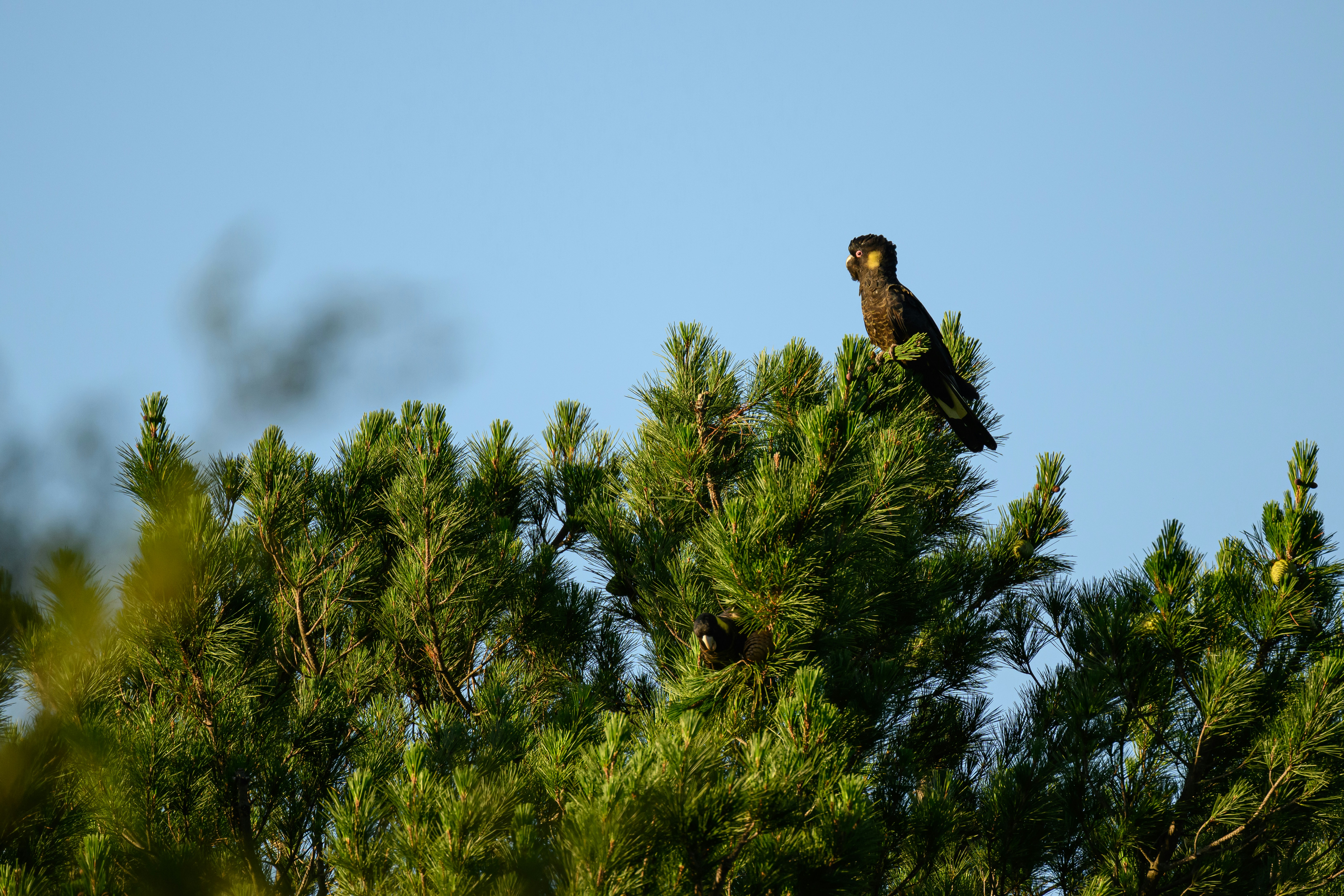 Un uccello è appollaiato in cima a un albero
