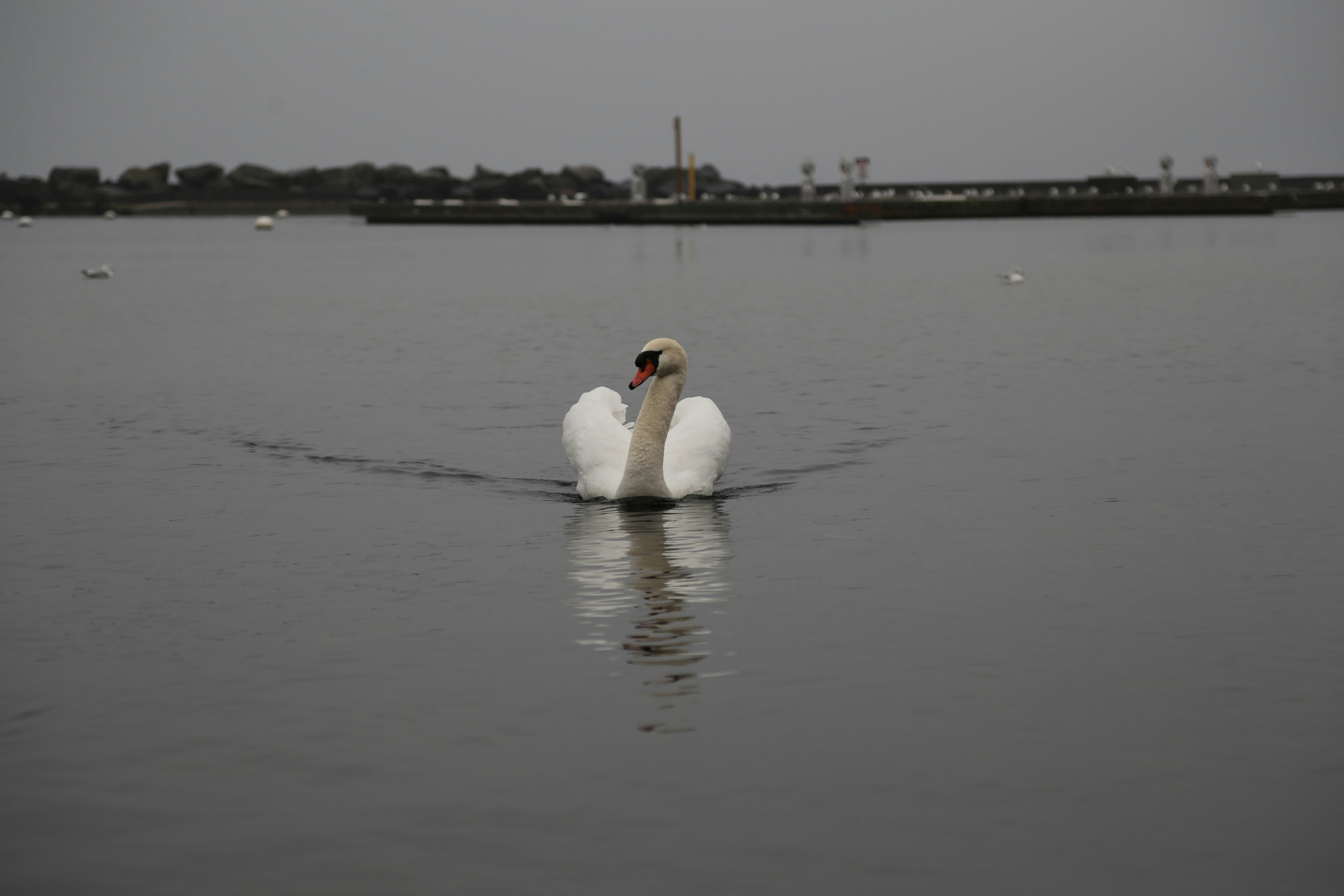 A white swan floating on top of a body of water