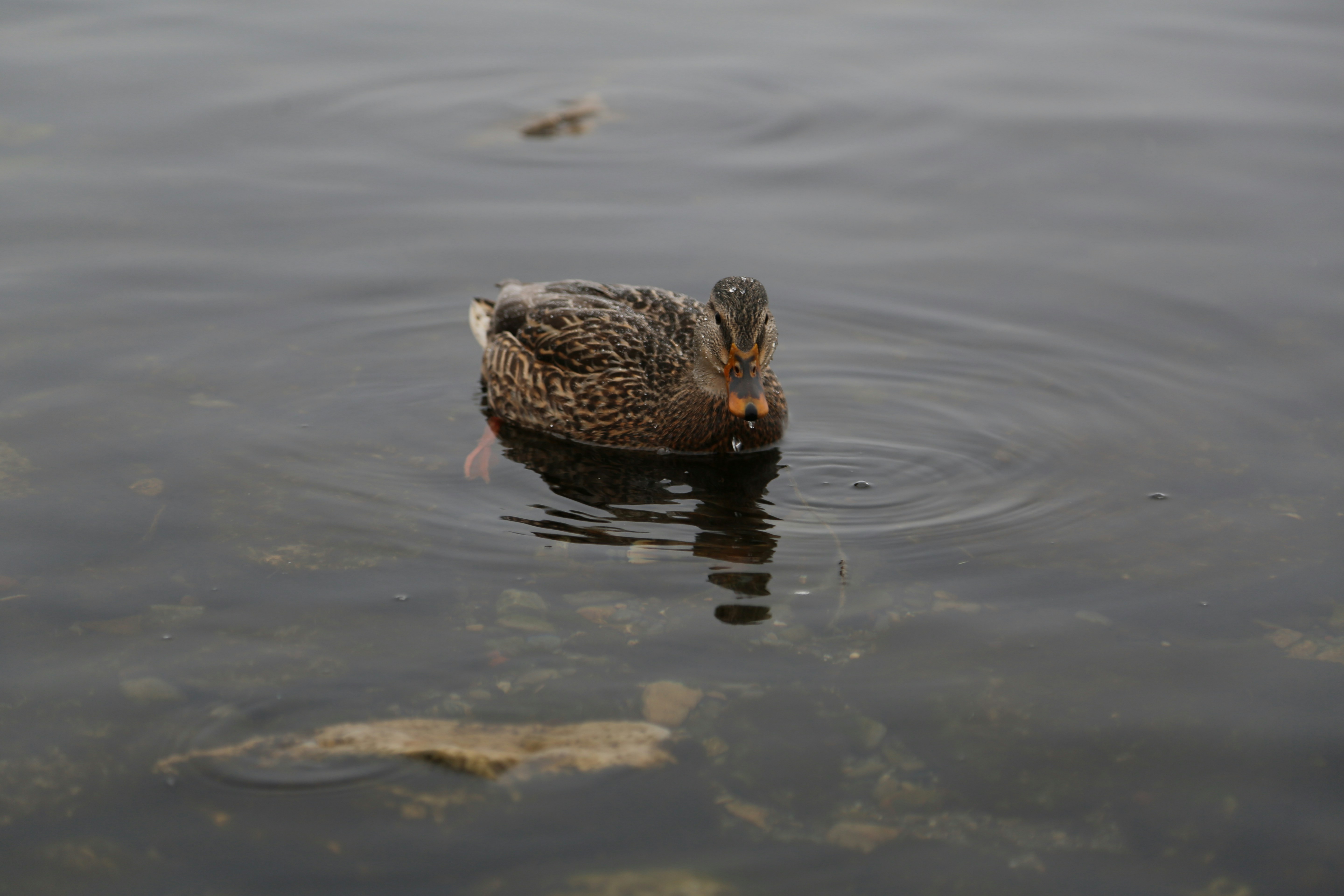 Photo by sofiatheexplorer